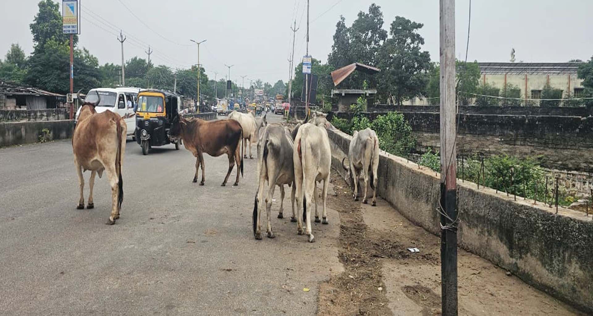 ડીસામાં રખડતા ગૌવંશની રંજાડ યથાવત : કાયમી ઉકેલ ક્યારે ? : નગર પાલિકા અને આમ પ્રજા માટે વેધક સવાલ