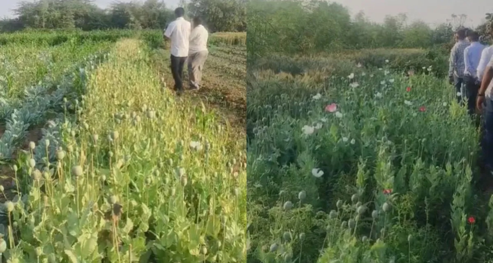 ભાવનગરમાં બે ભાઈઓ 11 કરોડ રૂપિયાના ગાંજા અને અફીણ સાથે પકડાયા