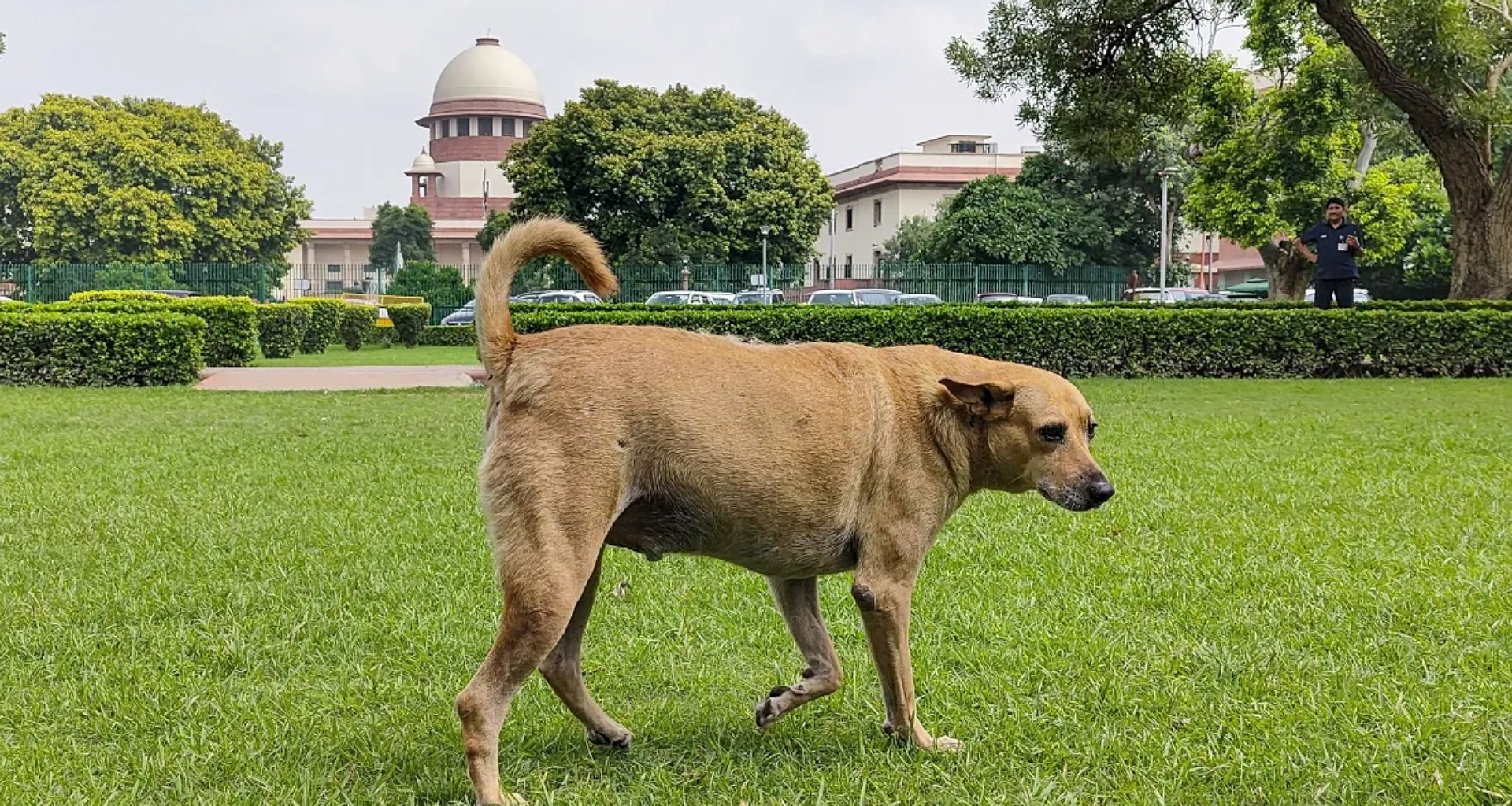 રખડતા કૂતરાઓના મુદ્દા પર સુપ્રીમ કોર્ટનો જવાબ, કહ્યું..."માનવીય કેસોમાં પણ આટલી બધી અરજીઓ મળતી નથી"