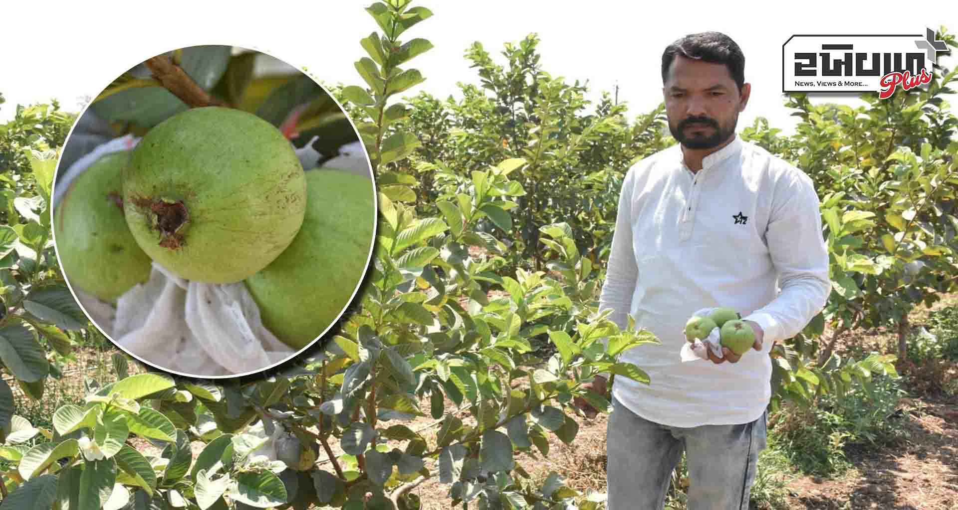 સાબરકાંઠા; પ્રગતીશીલ ખેડૂતે ઓસ્ટ્રેલિયન રેડ ડાયમંડ જામફળની સફળ પ્રાકૃતિક ખેતી કરી નવો રાહ ચિંધ્યો