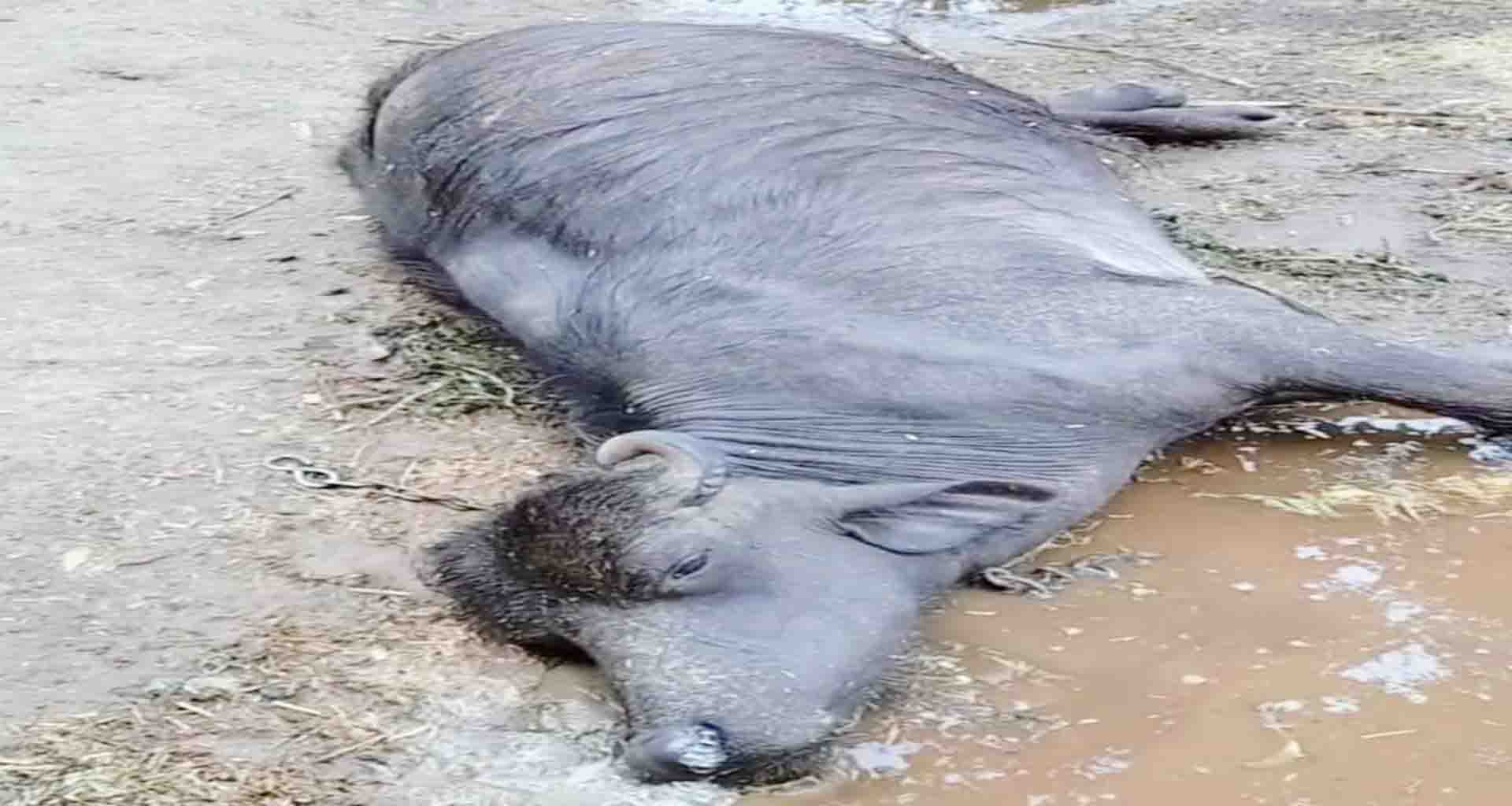 ડીસા તાલુકાના સોયલા ગામે કંરટ લાગતા ભેંસનુ મોત