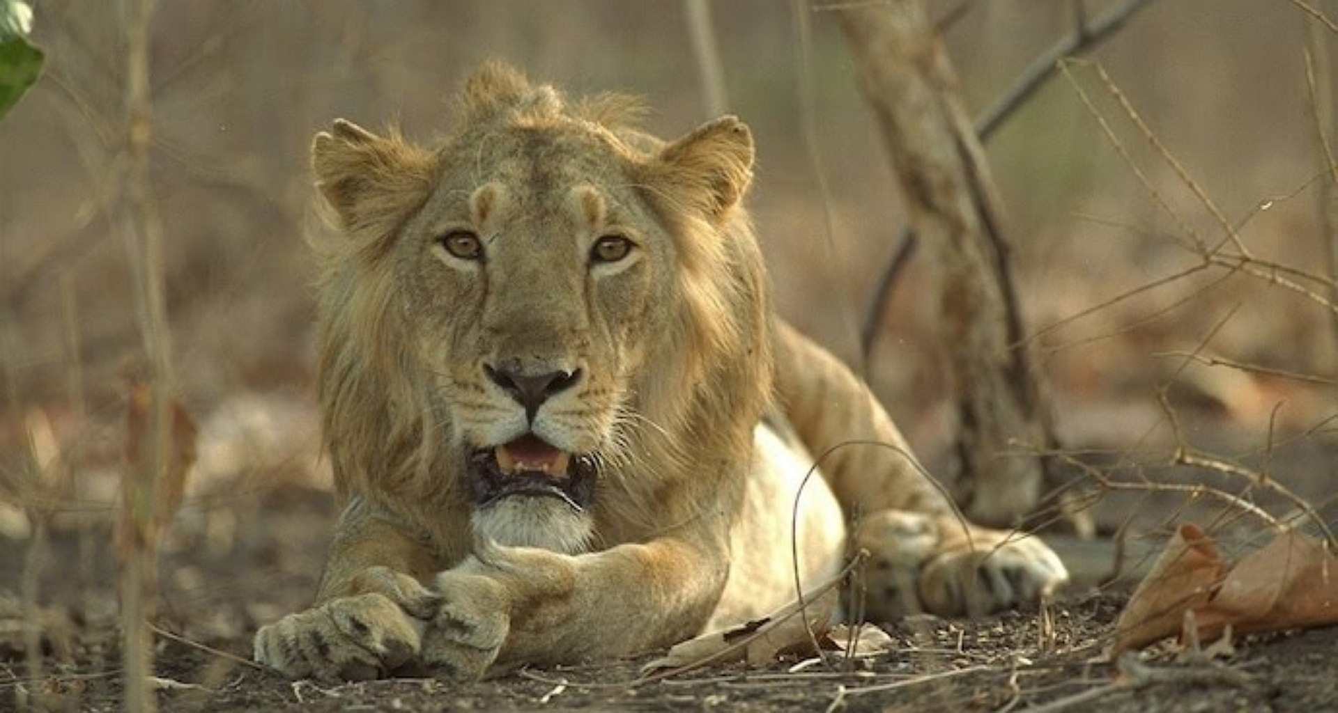 ગુજરાતમાં એશિયાઈ સિંહોમાં 32% થી વધુનો વધારો