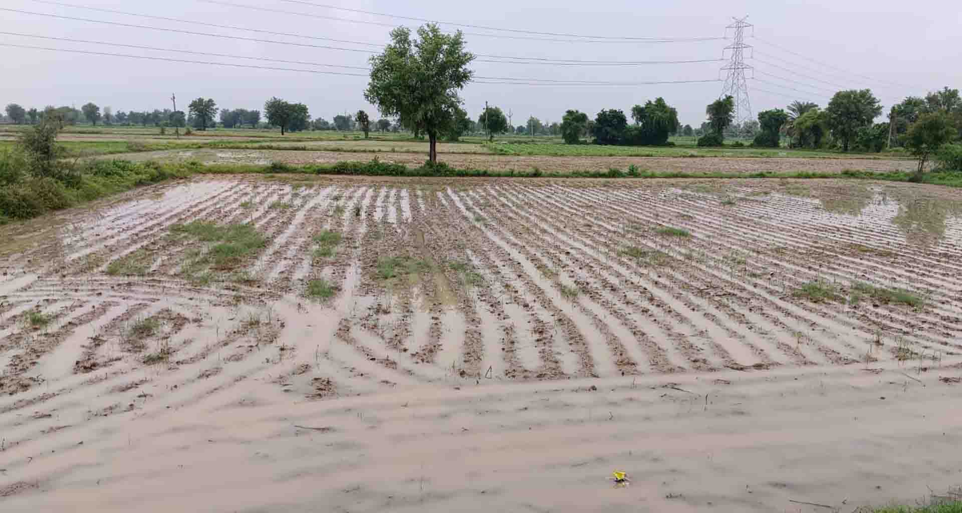 ઊંઝા અને સિધ્ધપુર પંથકમાં વરસાદની હેલી : વાતવરણમાં ઠંડુગાર