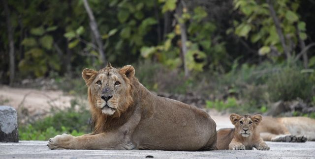 રાજ્યમાં સંભવિત તા.૧૦ થી ૧૩, મે દરમિયાન બે તબક્કામાં એશિયાઈ સિંહની વસ્તી ગણતરી યોજાશે