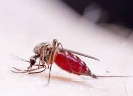 ગાંધીનગરમાં ઝિકા વાયરસની એન્ટ્રી