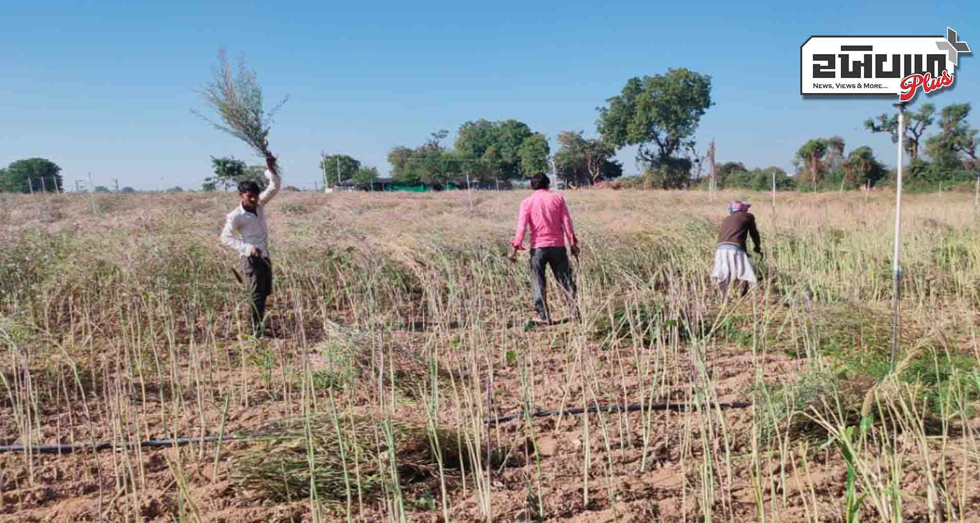 આગામી દિવસોમાં રવિ સિઝન લેવાની કામગીરી સાથે ઉનાળુ વાવેતરની પણ શરૂઆત થશે
