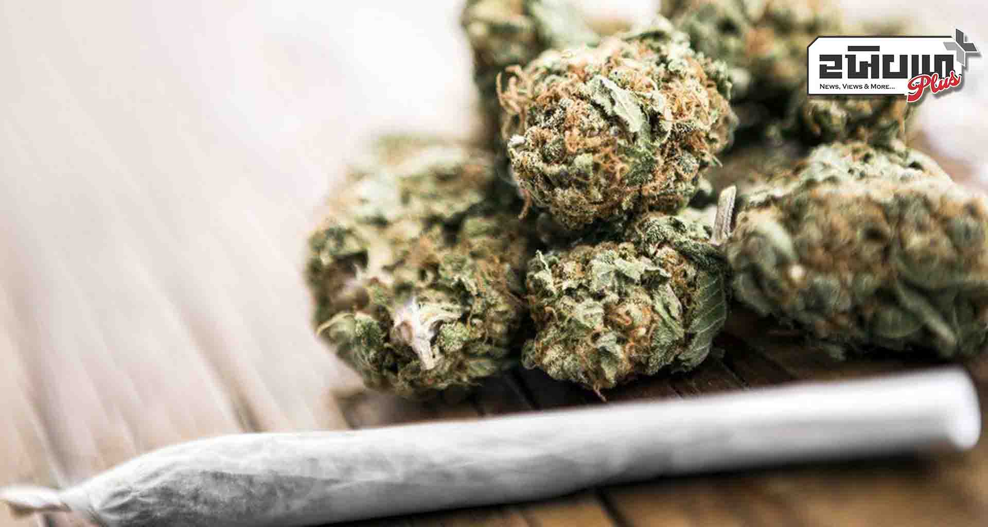 ડીસામાં ખેતરમાં વાવેલા ગાંજાના છોડ ઝડપાયા 53 કિલો ગાંજા સાથે 5.32 લાખનો મુદ્દામાલ જપ્ત