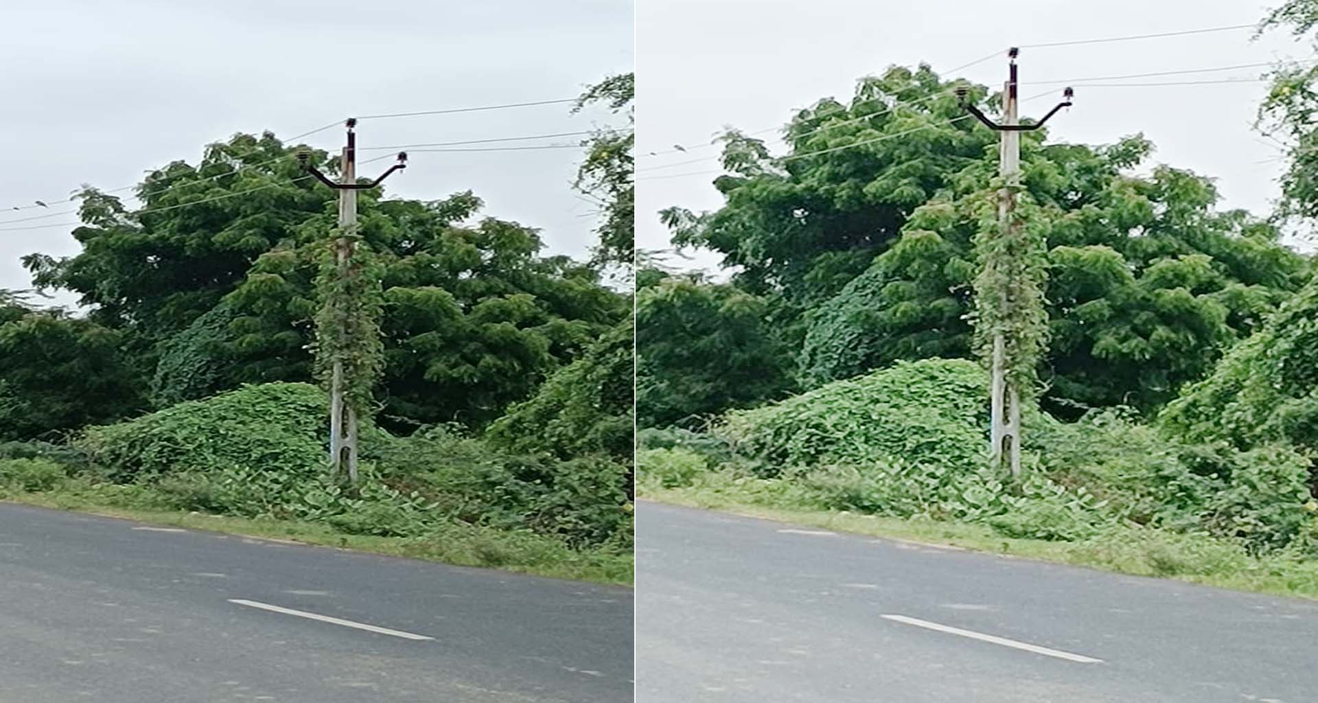 સુઈગામ તાલુકા વિદ્યુત બોર્ડની બેદરકારીને કારણે ઠેર-ઠેર વિજપોલ પર વેલાઓ જામ્યા