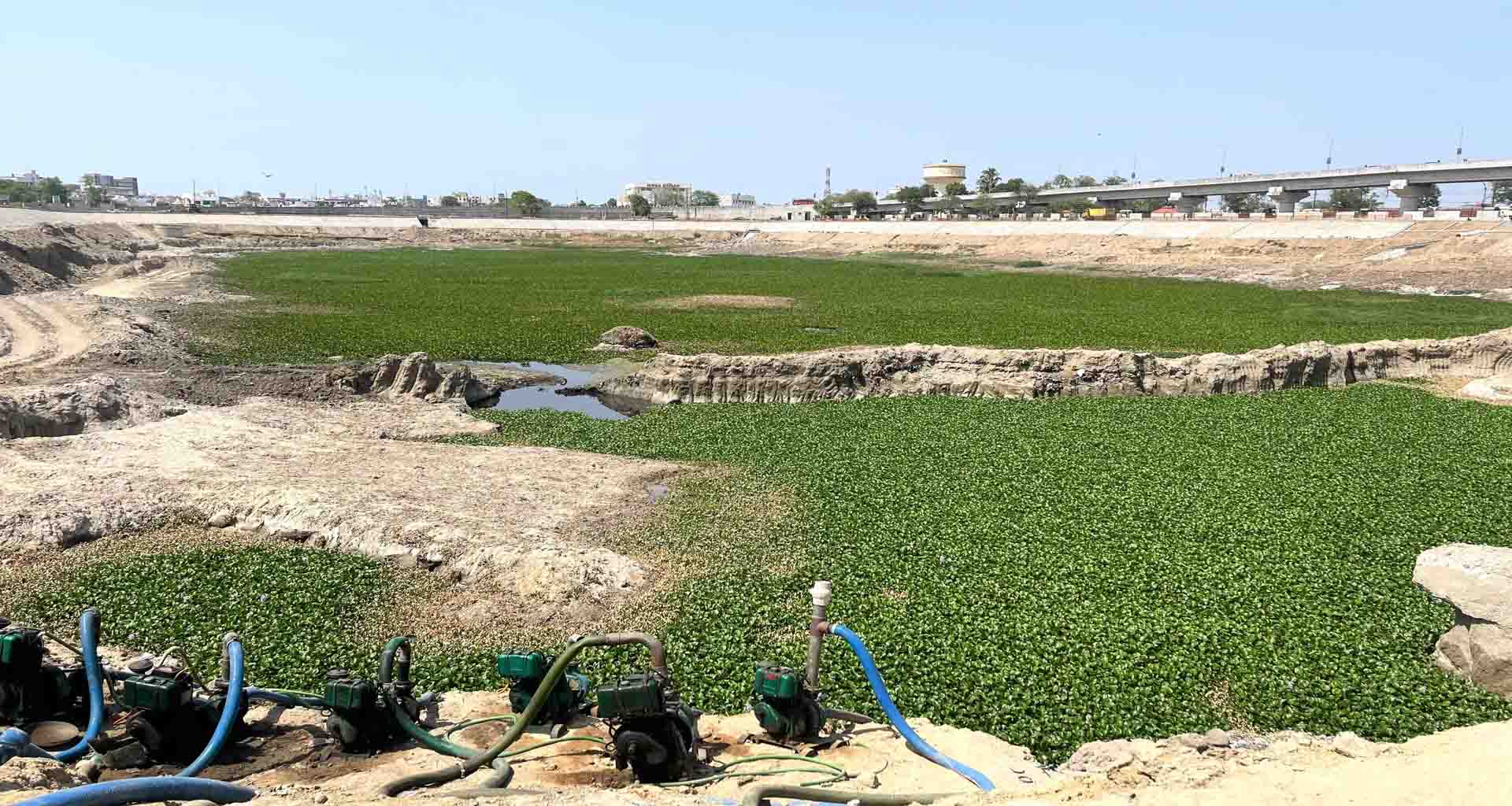 પાલનપુર વન વિભાગે નગર પાલિકાને કરી તાકીદ; માનસરોવરમાં રહેલા જીવોને પ્રતિકૂળ અસર ન પહોંચાડવાની તાકીદ