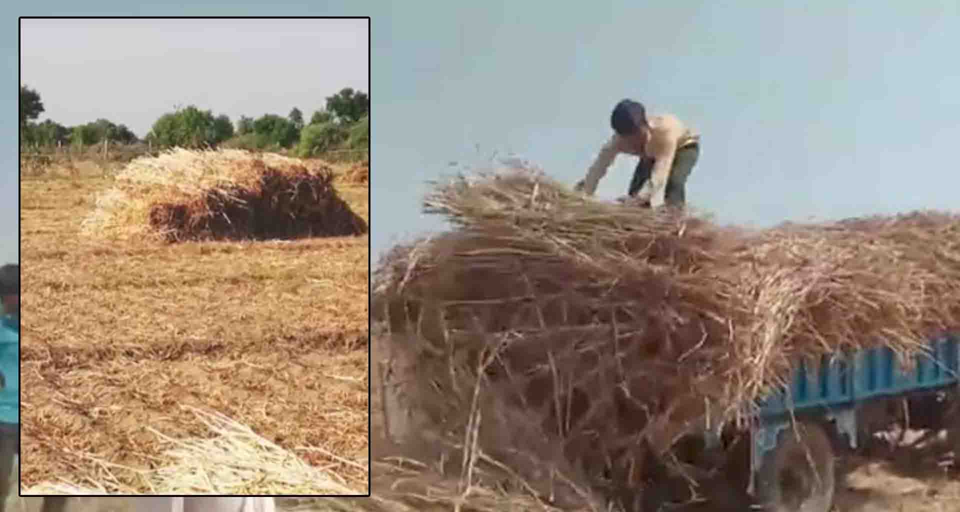 'આમ કે આમ ઓર ગુટલી કે ભી દામ' જેવો ઘાટ ઘડાયો; બાજરીના પુળાની છેક રાજસ્થાન સુધી માંગ