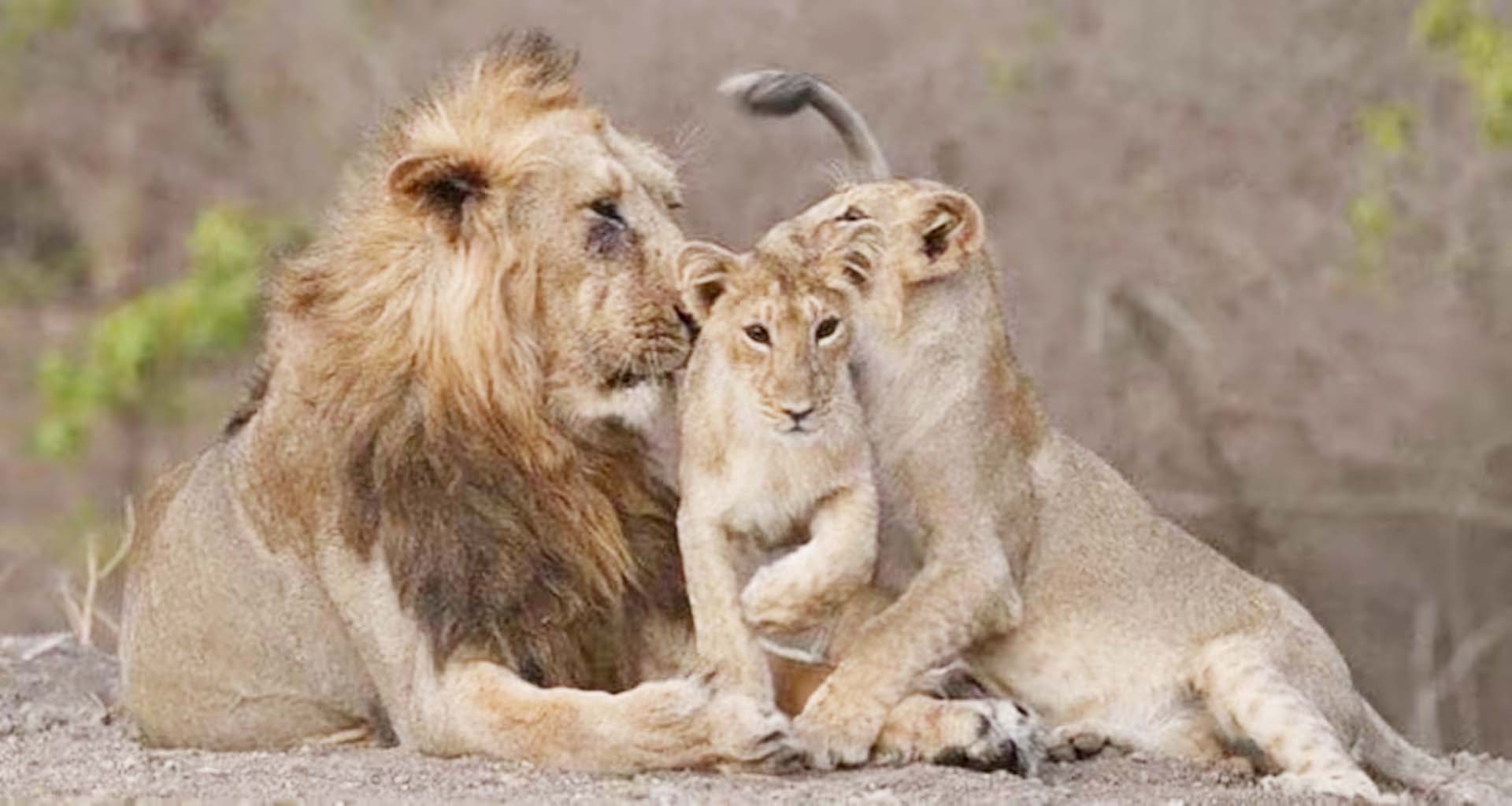 ગુજરાતના ગીરની શાન સિંહોની સંખ્યા ૮૯૧ થઈ