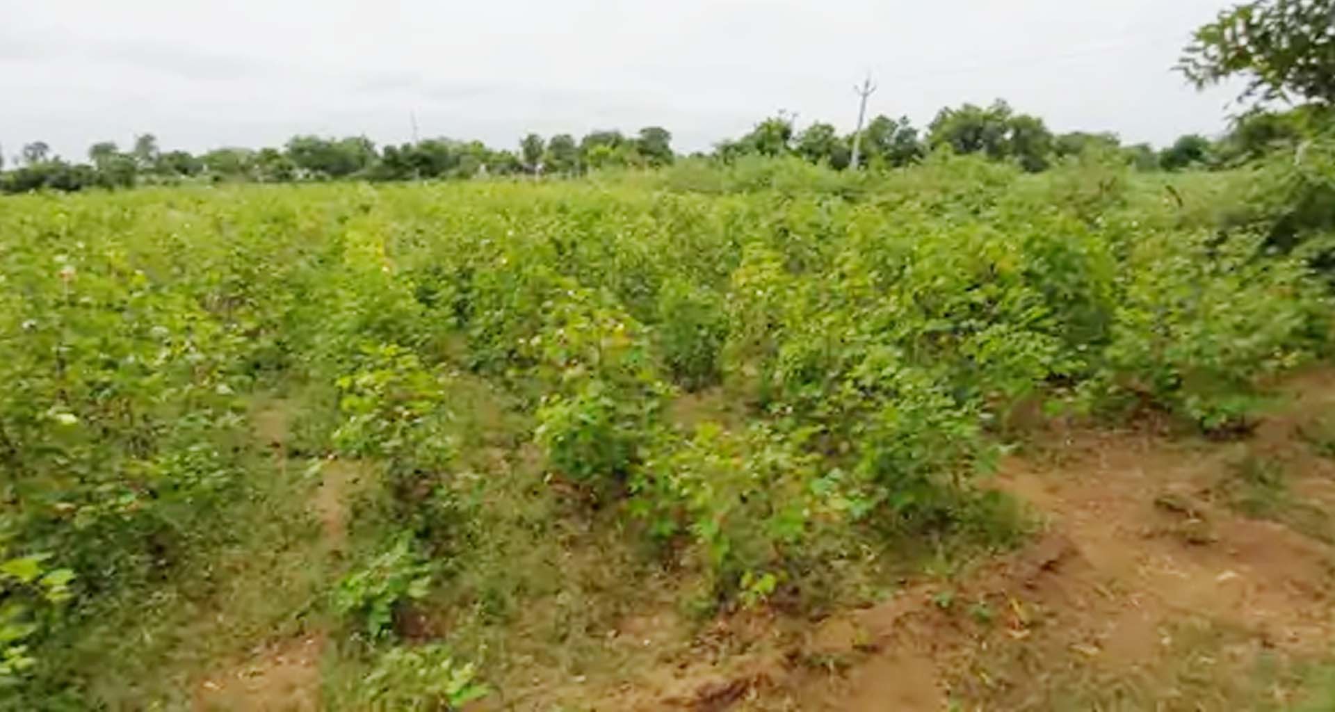 મહેસાણા કમોસમી વરસાદના કારણે કપાસ, ડાંગર, સોયાબીન સહિતના પાકોને નુકસાન