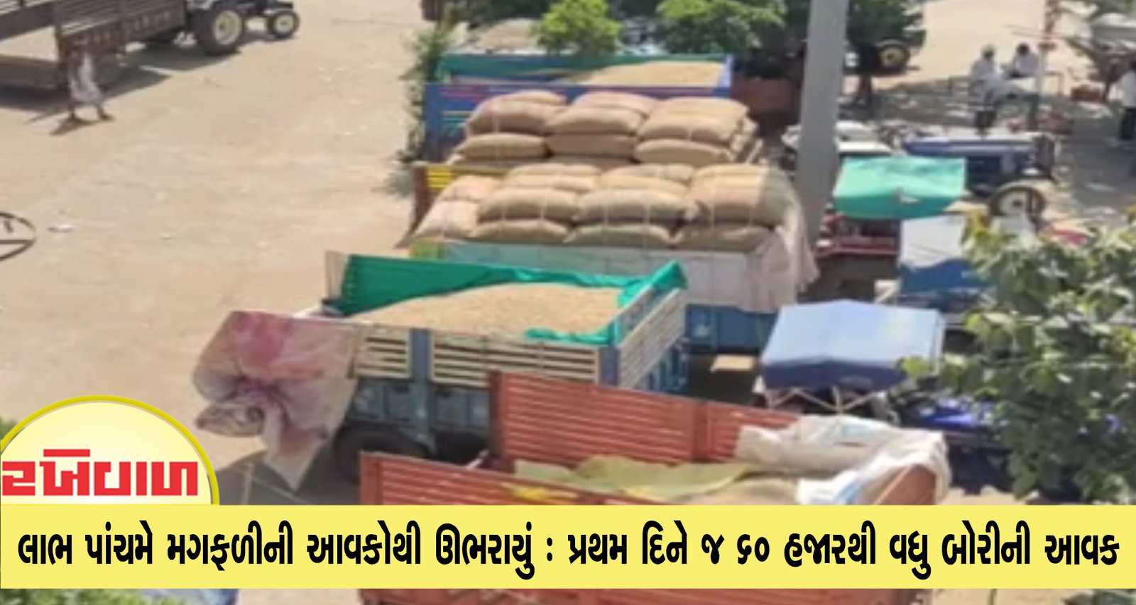 ડીસા માર્કેટયાર્ડ લાભ પાંચમે મગફળીની આવકોથી ઊભરાયું : પ્રથમ દિને જ 60 હજારથી વધુ બોરીની આવક