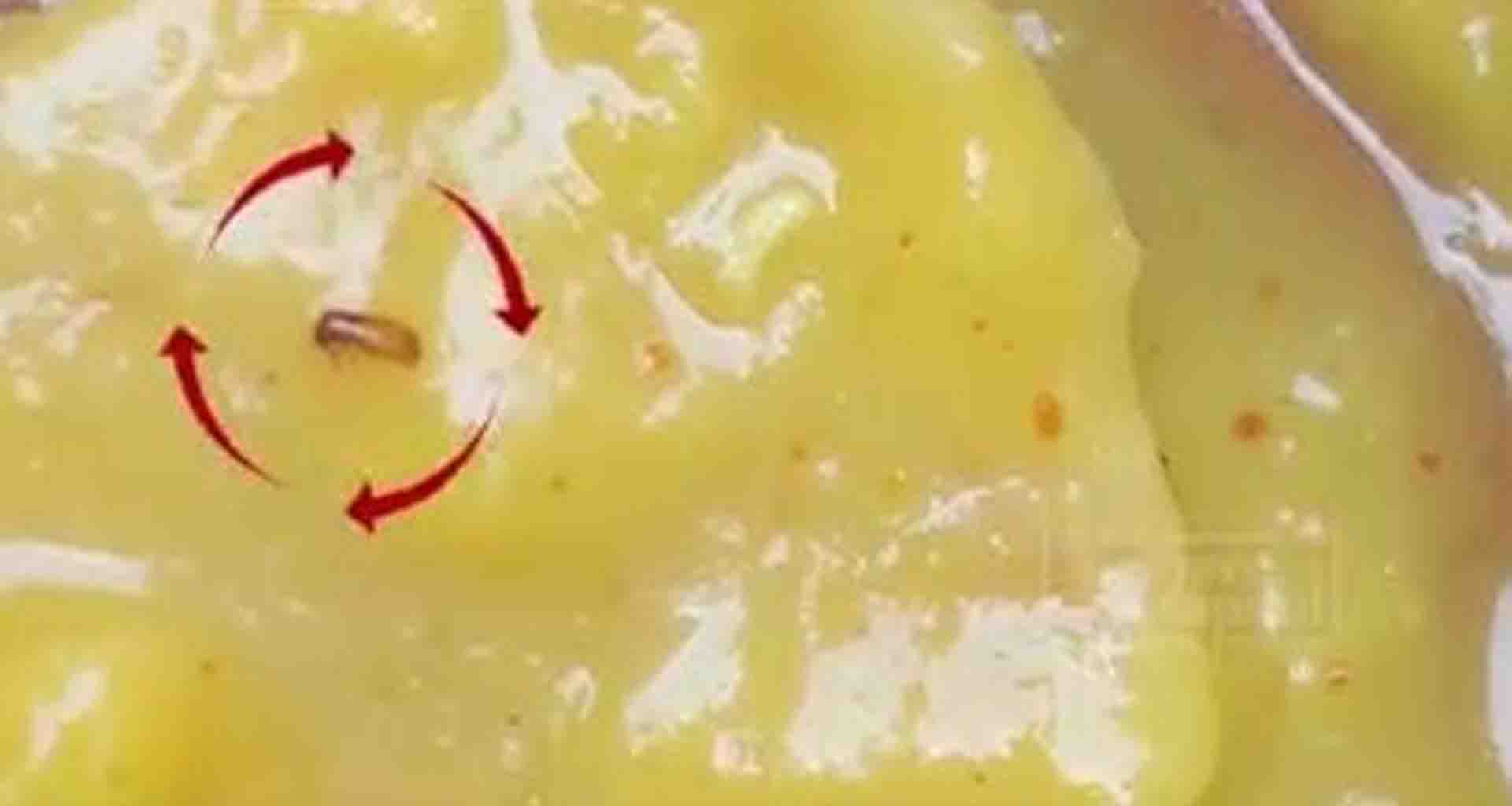 મહેસાણાની આંગણવાડી ભોજનમાંથી જીવાત અને ધનેરા નીકળ્યા