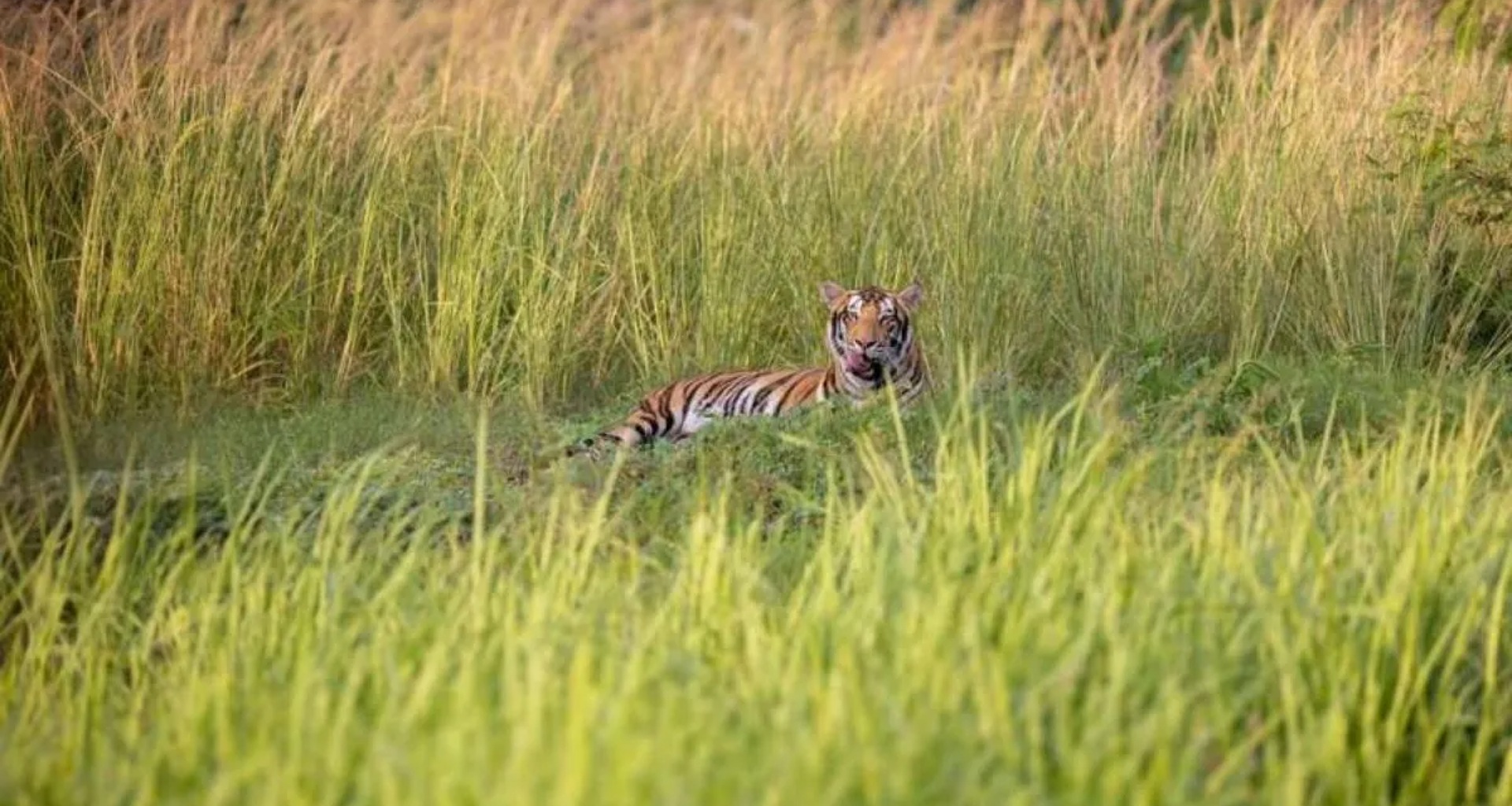 વંતારા પર SIT તપાસમાં શું બહાર આવ્યું? સુપ્રીમ કોર્ટે કયા નિર્દેશો આપ્યા? જાણો આખી વાર્તા