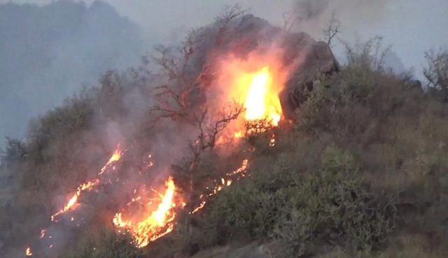 રાજસ્થાનના માઉન્ટ આબુના જંગલોમાં ભીષણ આગ; હજારો વૃક્ષો બળીને રાખ