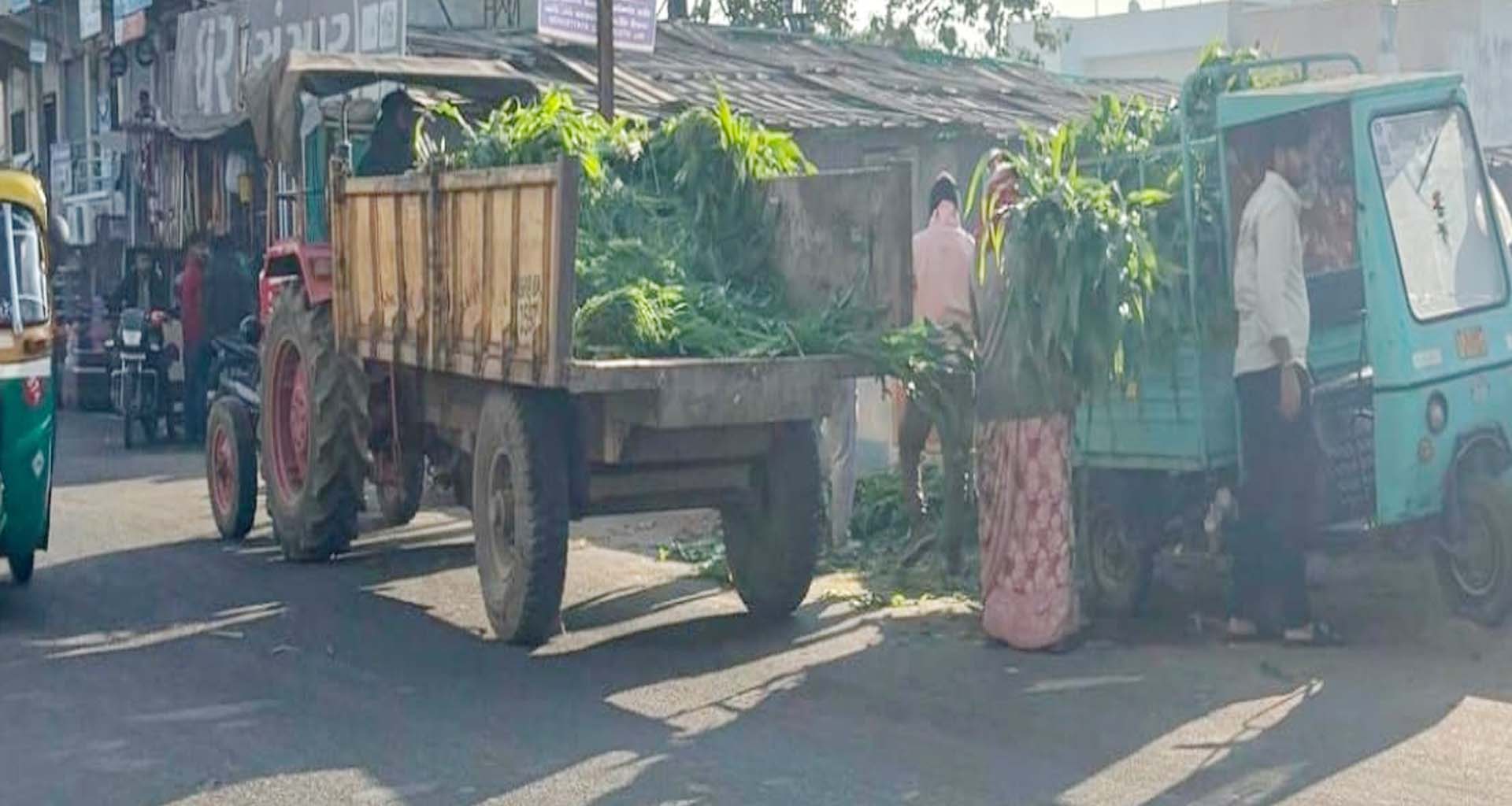 ડીસા નગરપાલિકાની લાલ આંખ; જાહેરમાં ઘાસચારો વેચનારાઓ સામે પોલીસ ફરિયાદની તૈયારી