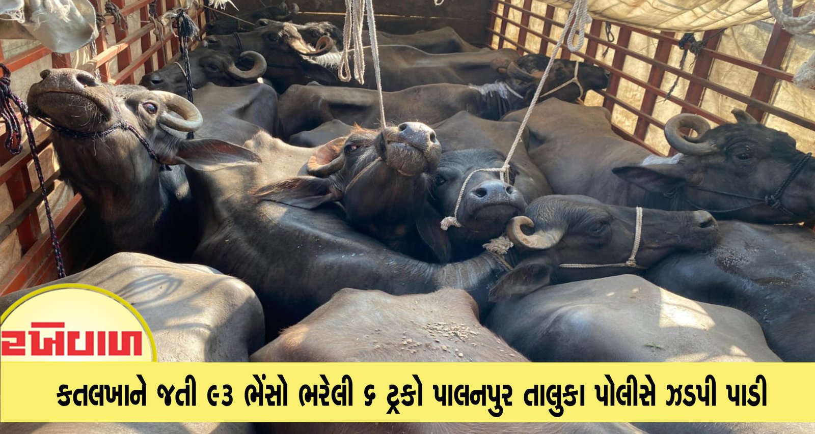 કતલખાને જતી 93 ભેંસો ભરેલી 6 ટ્રકો પાલનપુર તાલુકા પોલીસે ઝડપી પાડી
