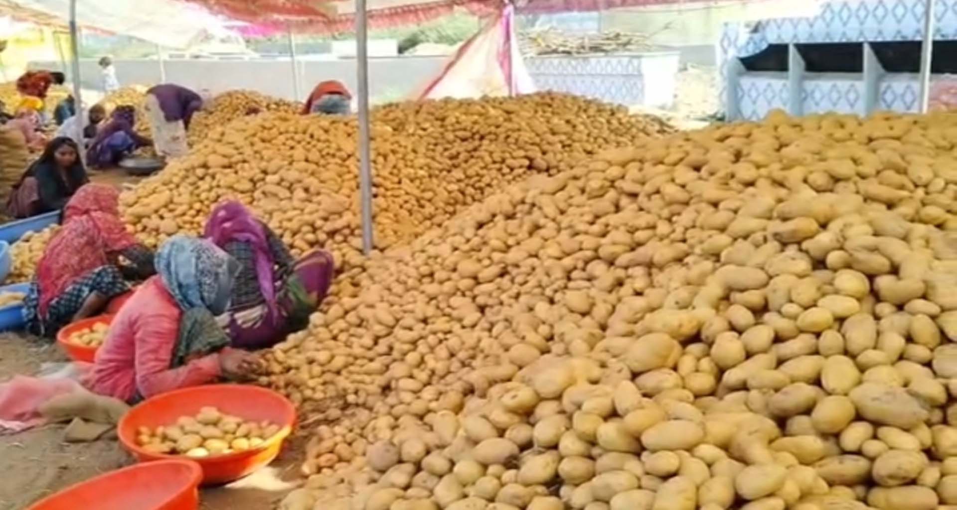 મહેસાણા જિલ્લાના વિજાપુરમાં બટાકાના પોષણક્ષમ ભાવ ન મળતા ખેડૂતોના માથે આર્થિક સંકટનો ભય