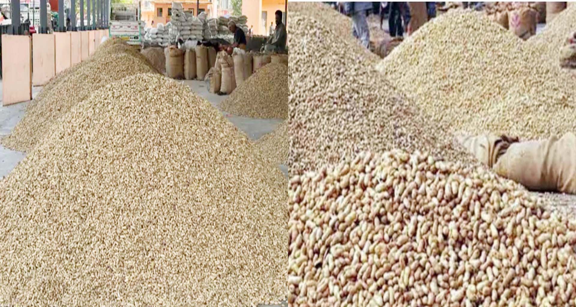 બનાસકાંઠા જિલ્લામાં મગફળીના ઉત્પાદનમાં ઘટાડો નોંધાતા ખેડૂતોની હાલત કફોડી બની