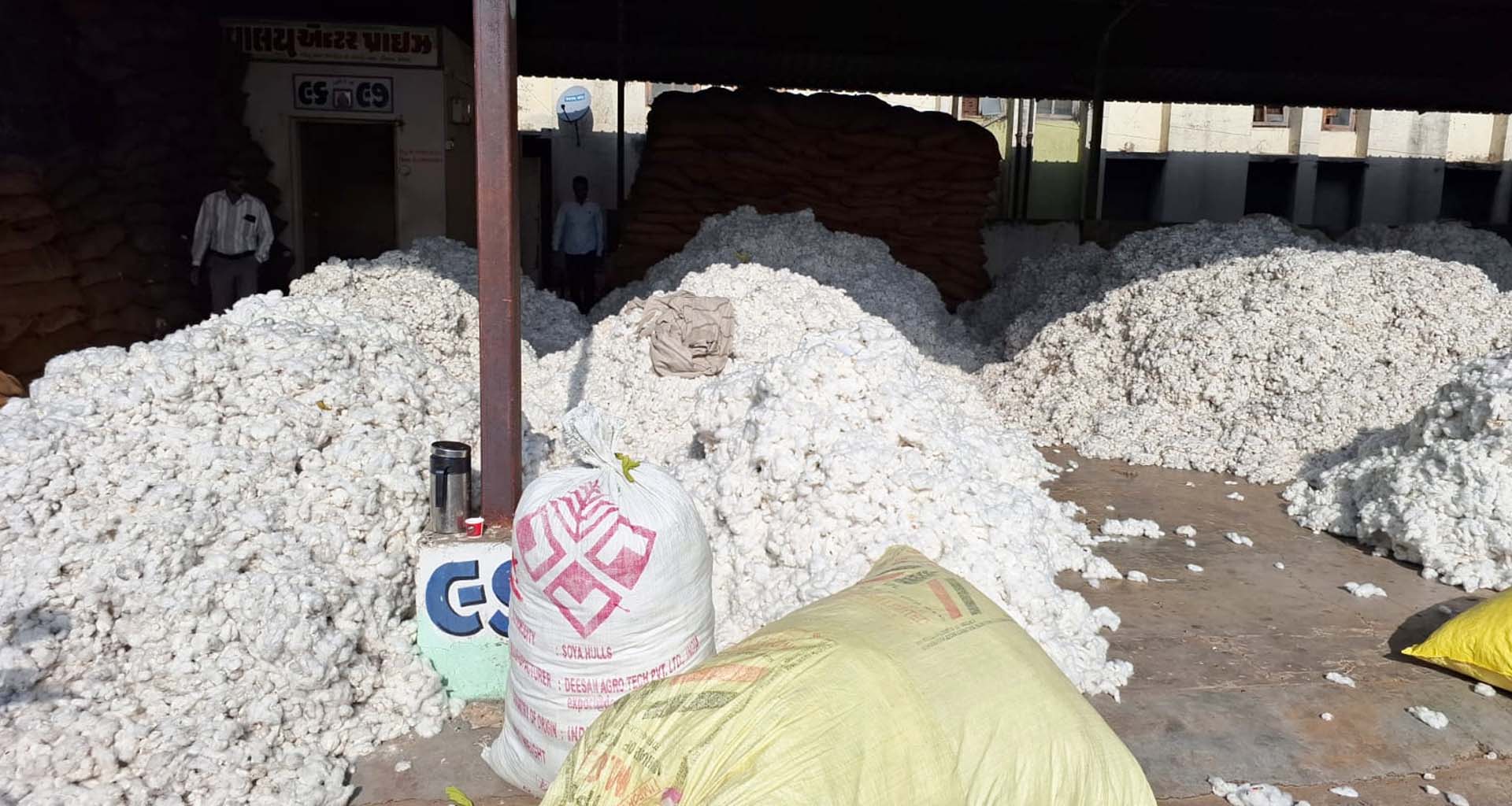 મહેસાણા પાટણ સહિત ઉત્તર ગુજરાતમાંથી કપાસ આવકોનો પ્રારંભ