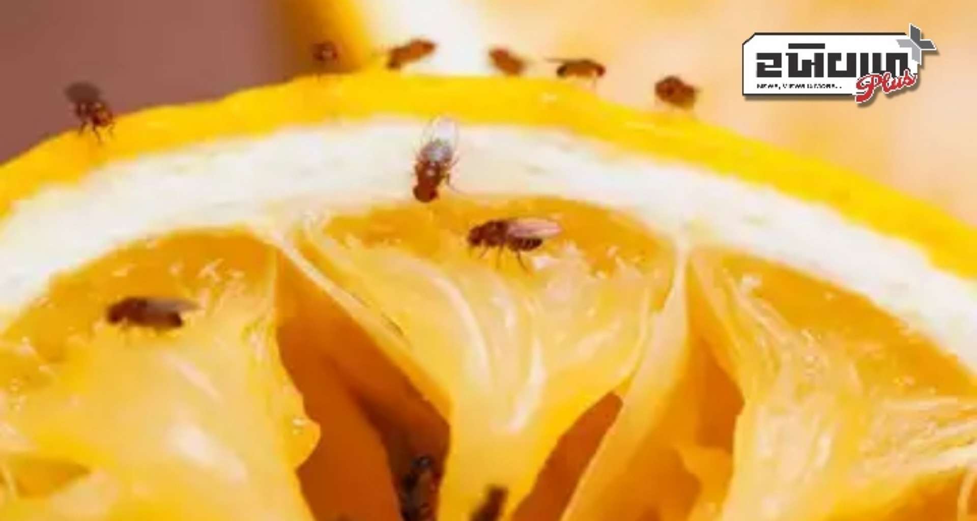 મિશન ગગનયાન 2025: ભારતીય વૈજ્ઞાનિકો અવકાશમાં કેમ મોકલી રહ્યા છે માખીઓને?