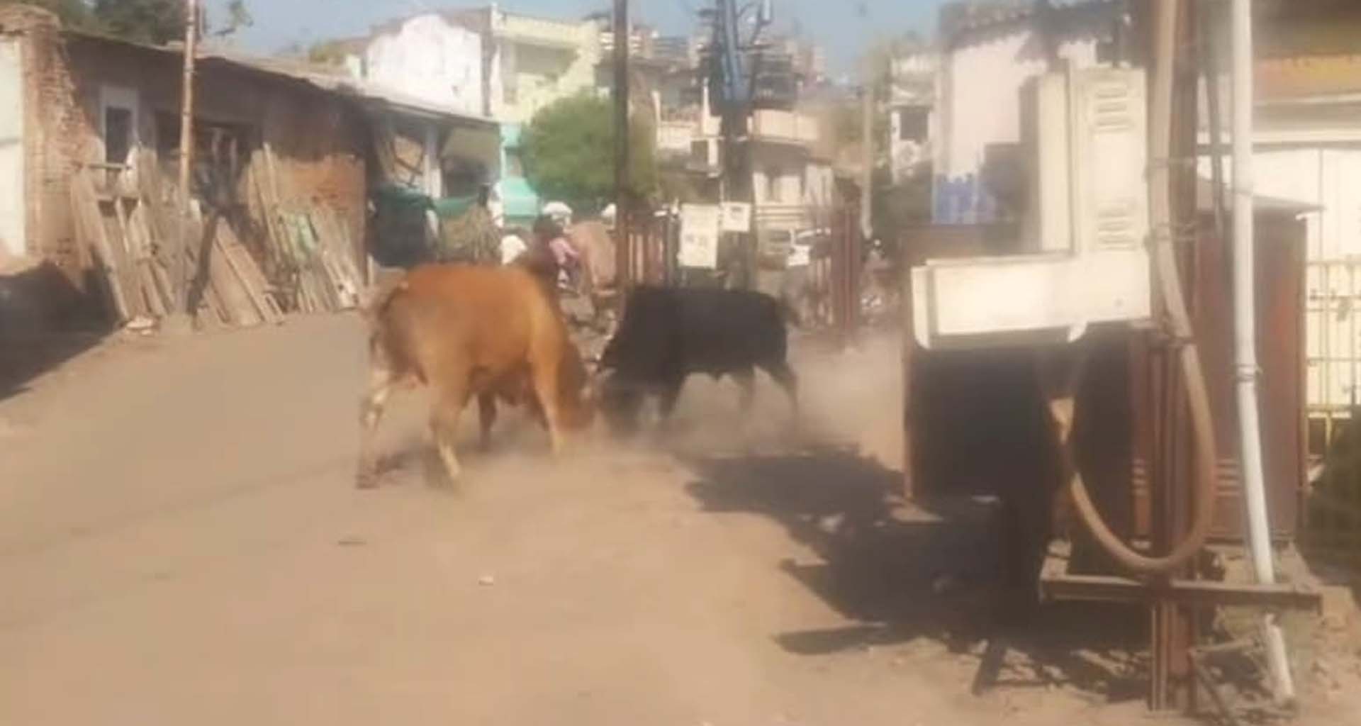 પાટણ શહેરના માગૅ પર આખલાઓનું યુદ્ધ જામતાં લોકોમાં ભય માહોલ છવાયો