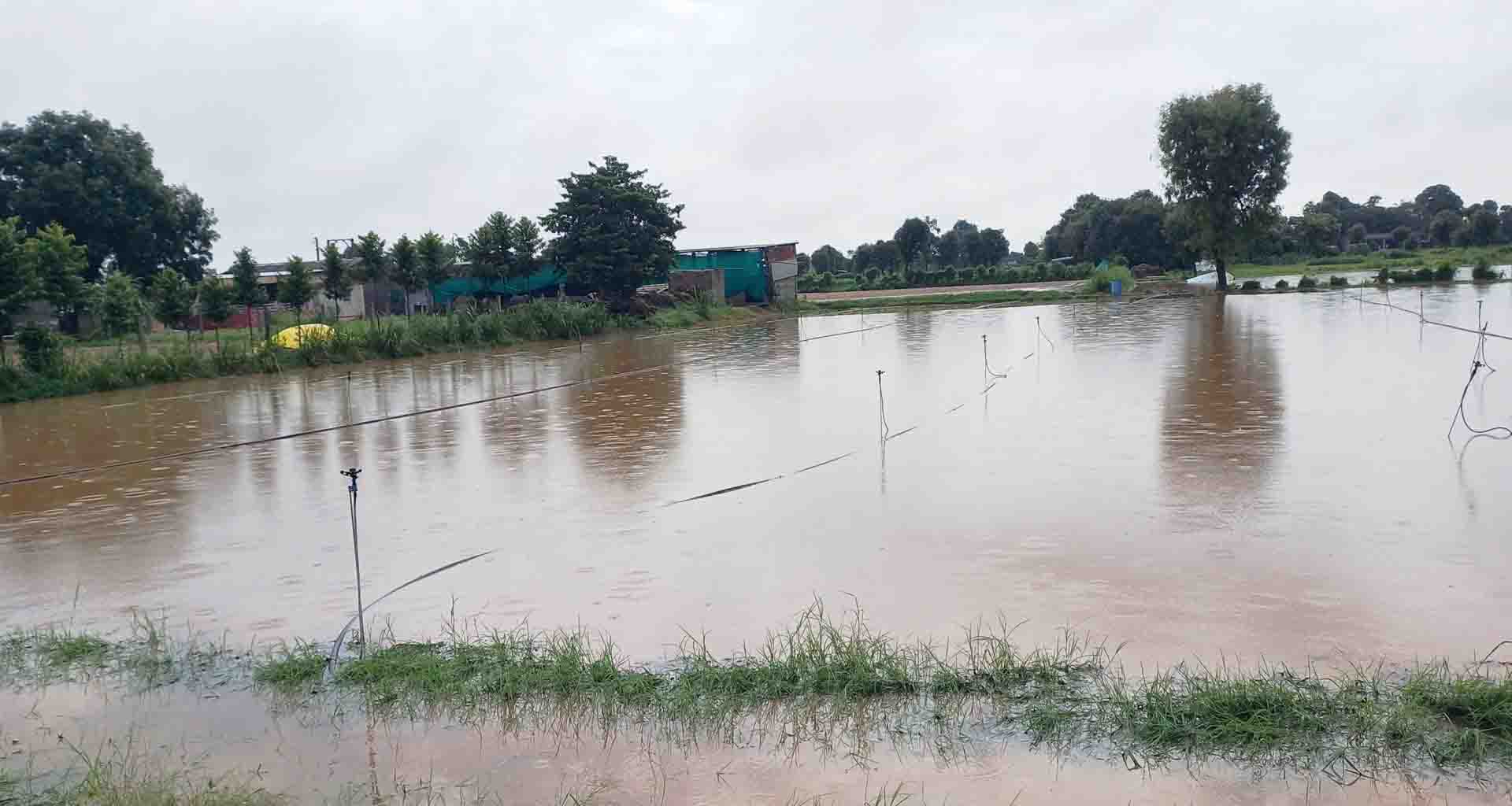 ડીસાના ઢુવા ગામ પાસે રાત્રે વરસાદથી ખેતરોમાં પાણી ભરાયા: મગફળી અને જુવારના પાકને નુકસાન