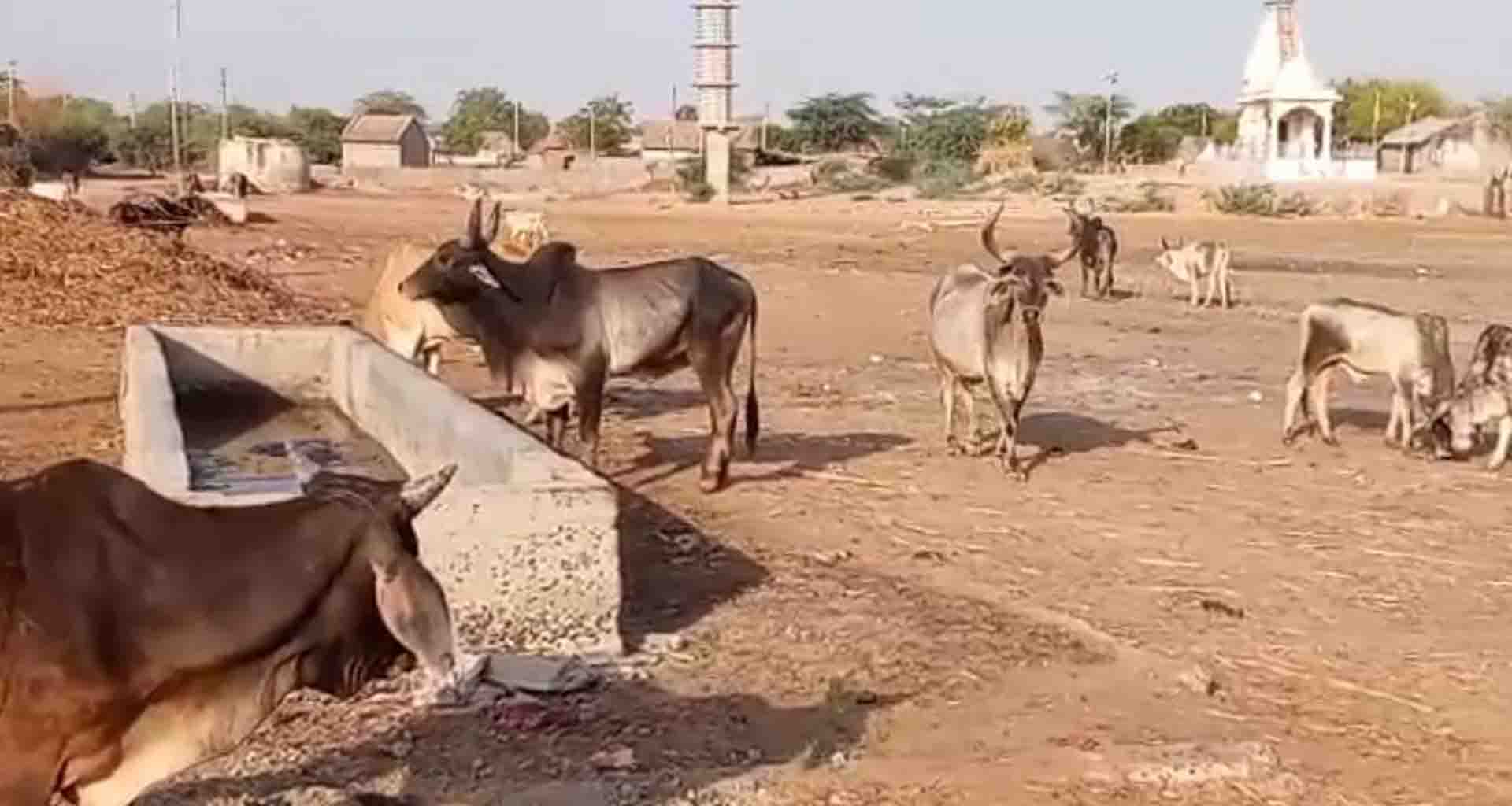 45 ડીગ્રી તાપમાન વચ્ચે વાવનું લોદ્રાણી ગામ પાણી વિના પશુધન અને લોકોની હાલત કફોડી