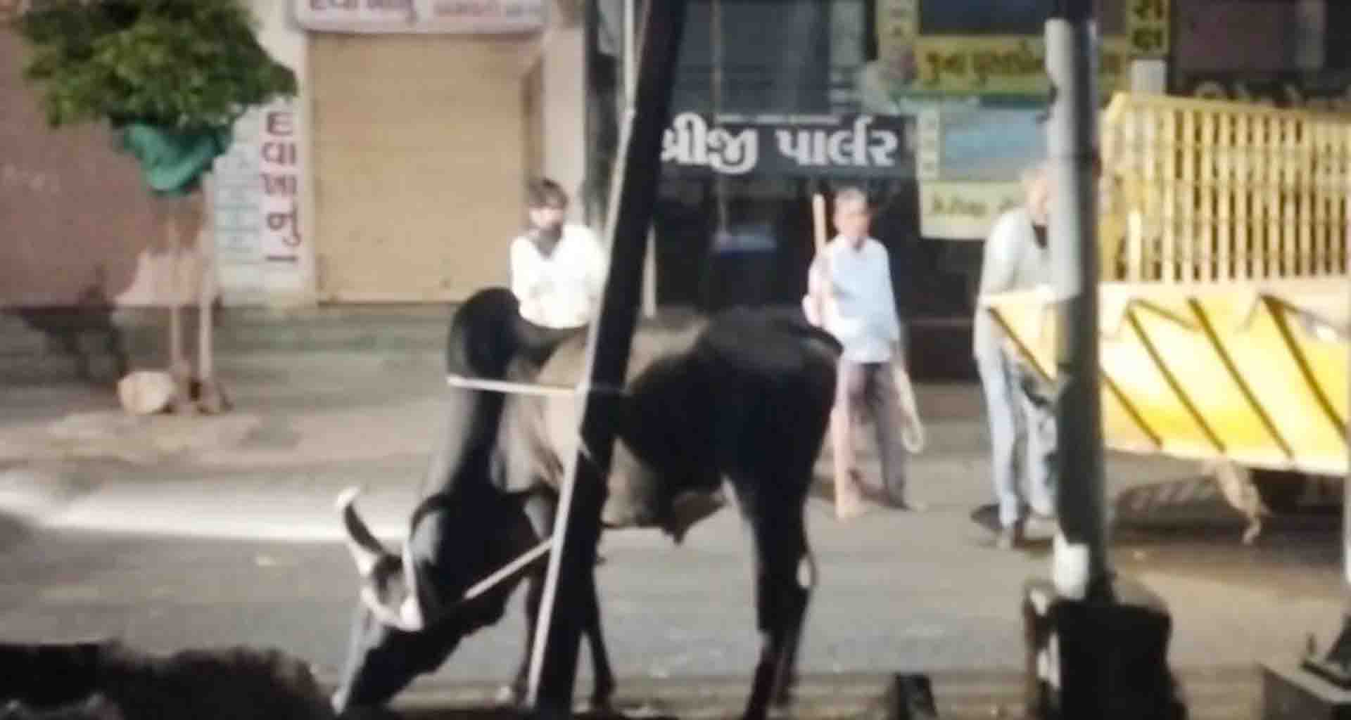 ડીસામાં રખડતા ઢોરનો ત્રાસ આજે પણ યથાવત પાલિકાની કામગીરી પર સવાલો