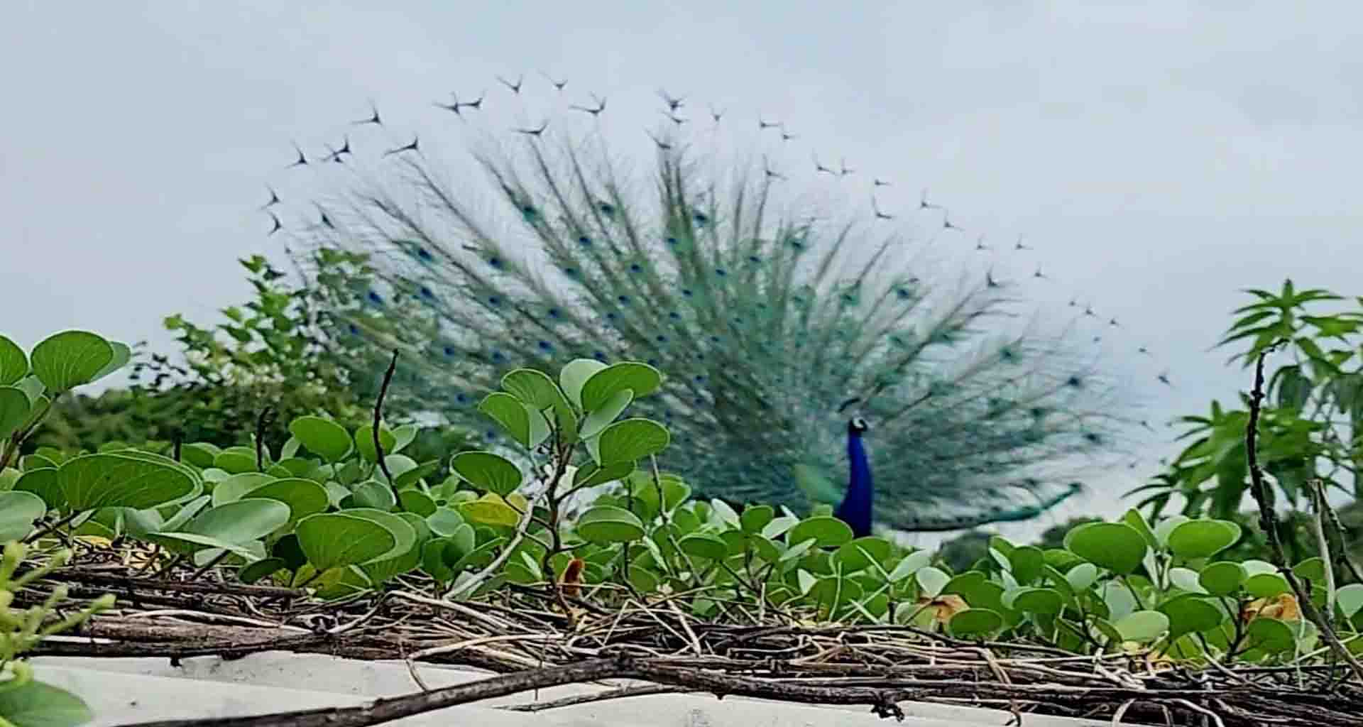 ધોધમાર વરસાદ વરસ્યા બાદ; મોરનો થનગનાટ પ્રકૃતિની અનોખી સુંદરતા