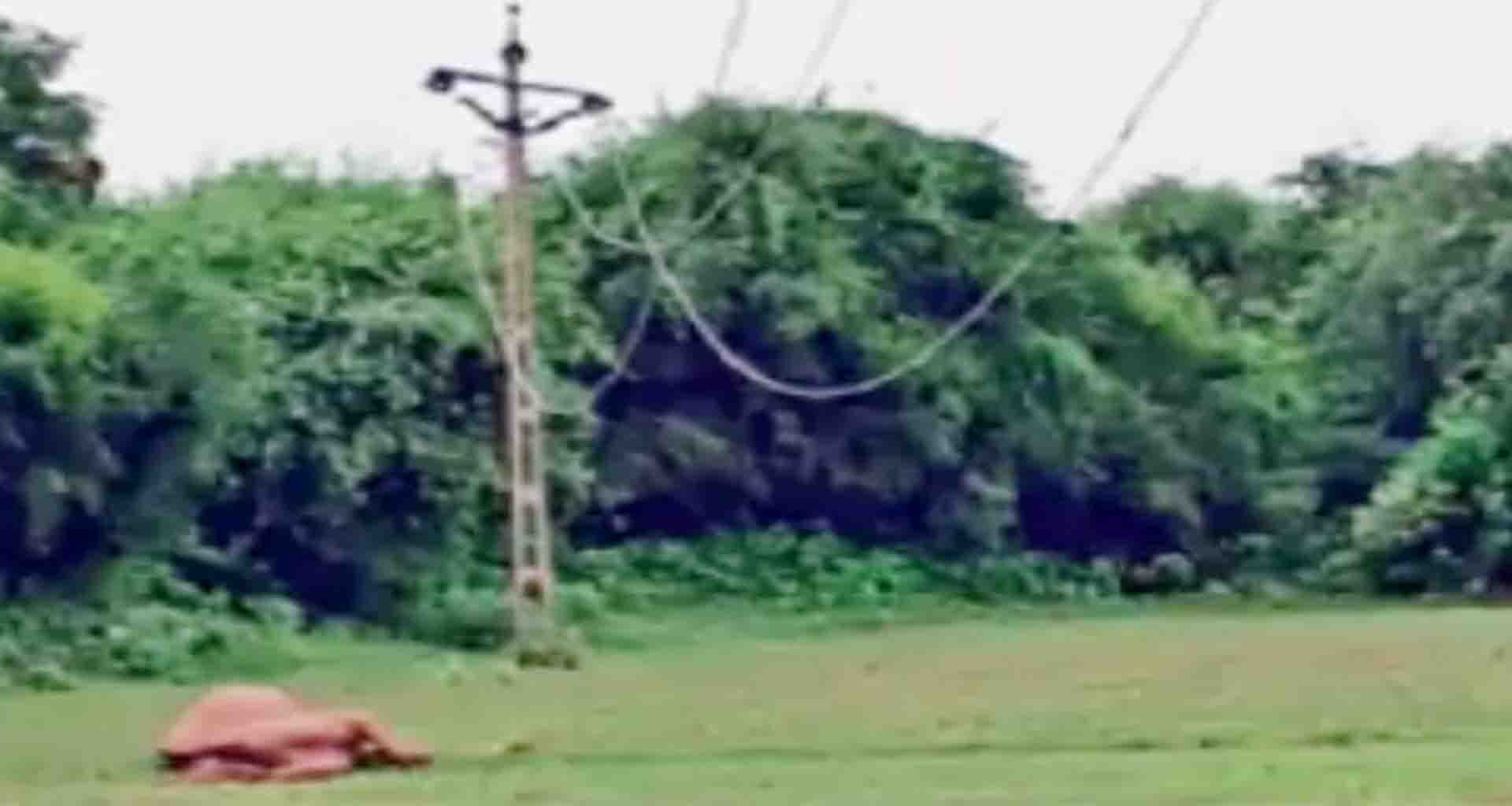 રેચવી ગામે વીજ કંપનીની બેદરકારીના કારણે એક ઉંટનું કરંટ લાગતાં મોત નિપજ્યું