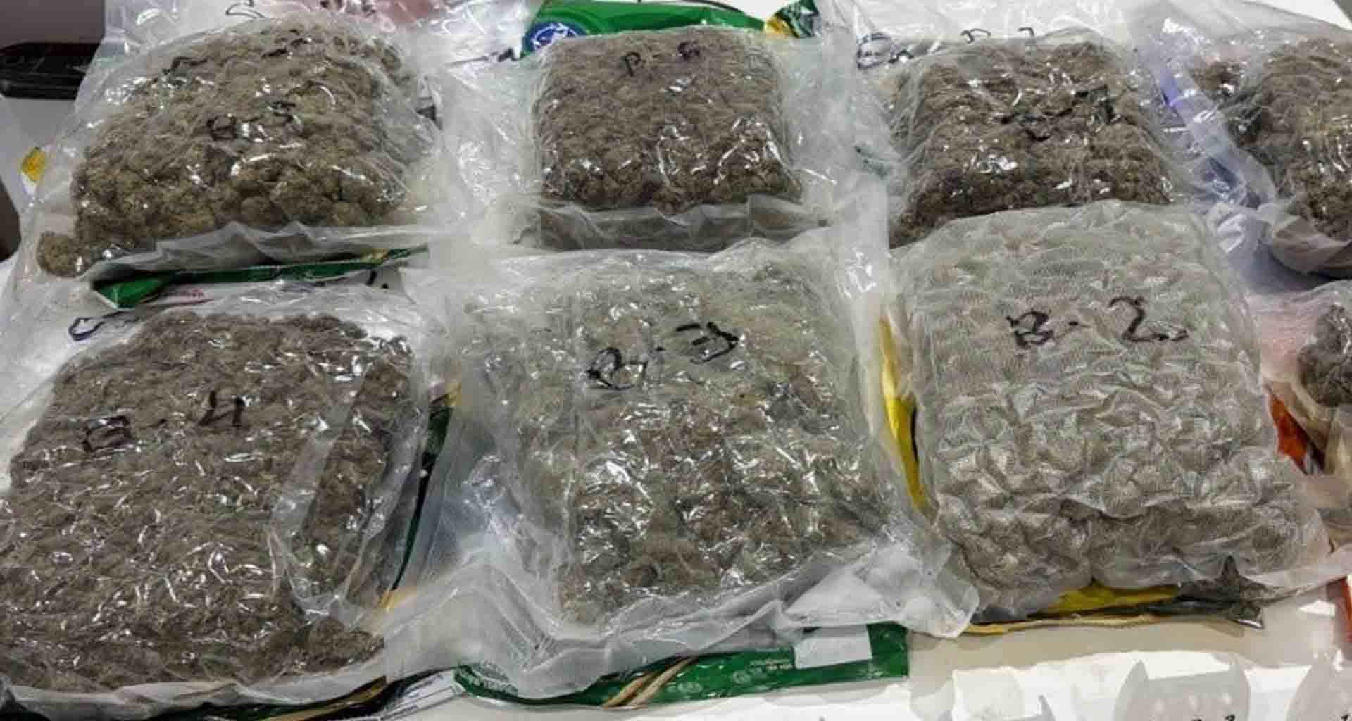 અમદાવાદ એરપોર્ટ પરથી ₹37.20 કરોડની કિંમતનો હાઇડ્રોપોનિક ગાંજો ઝડપાયો