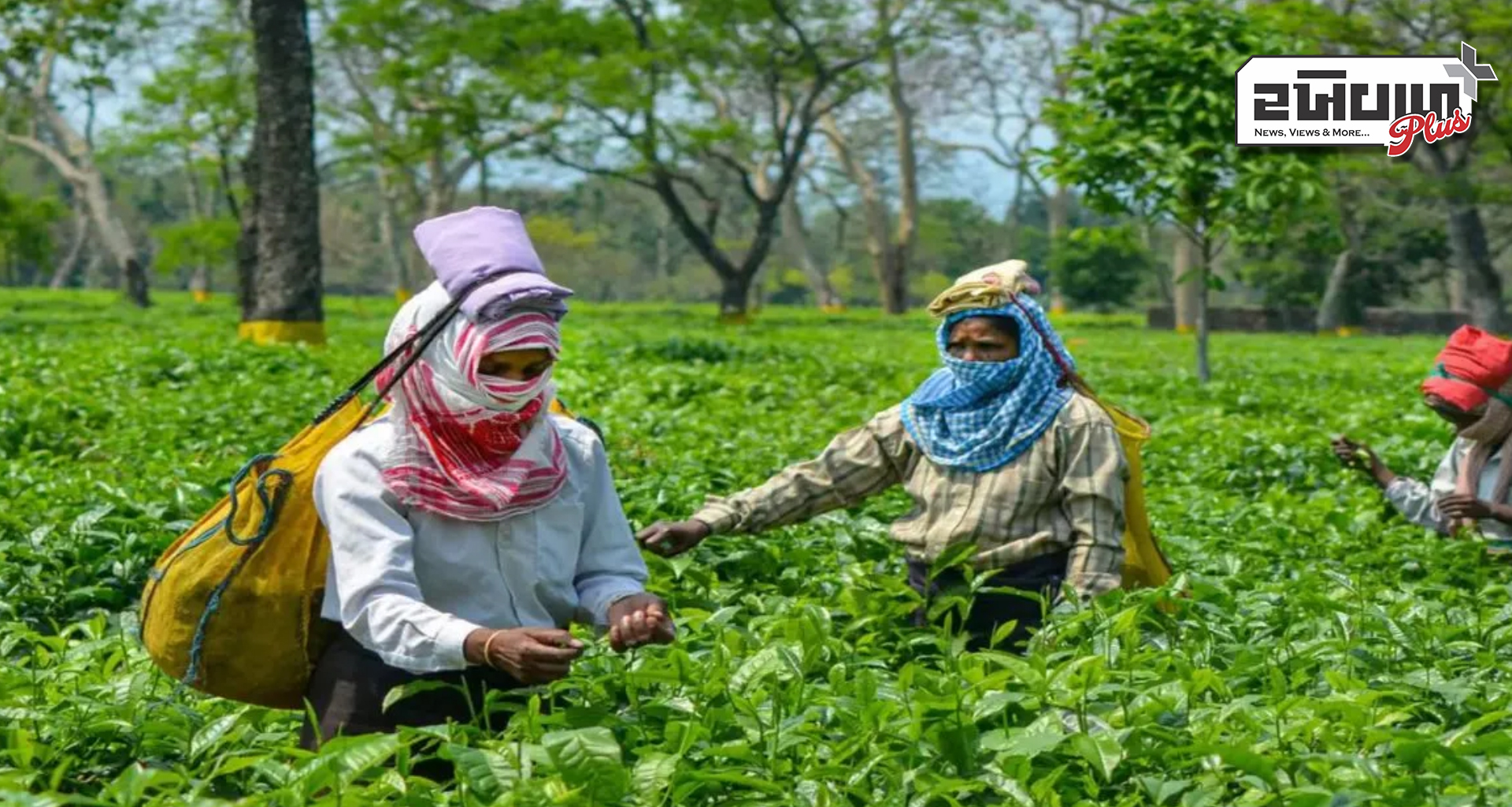 આગામી દિવસોમાં ચા પત્તીના ભાવમાં વધારો થવાની સંભાવના