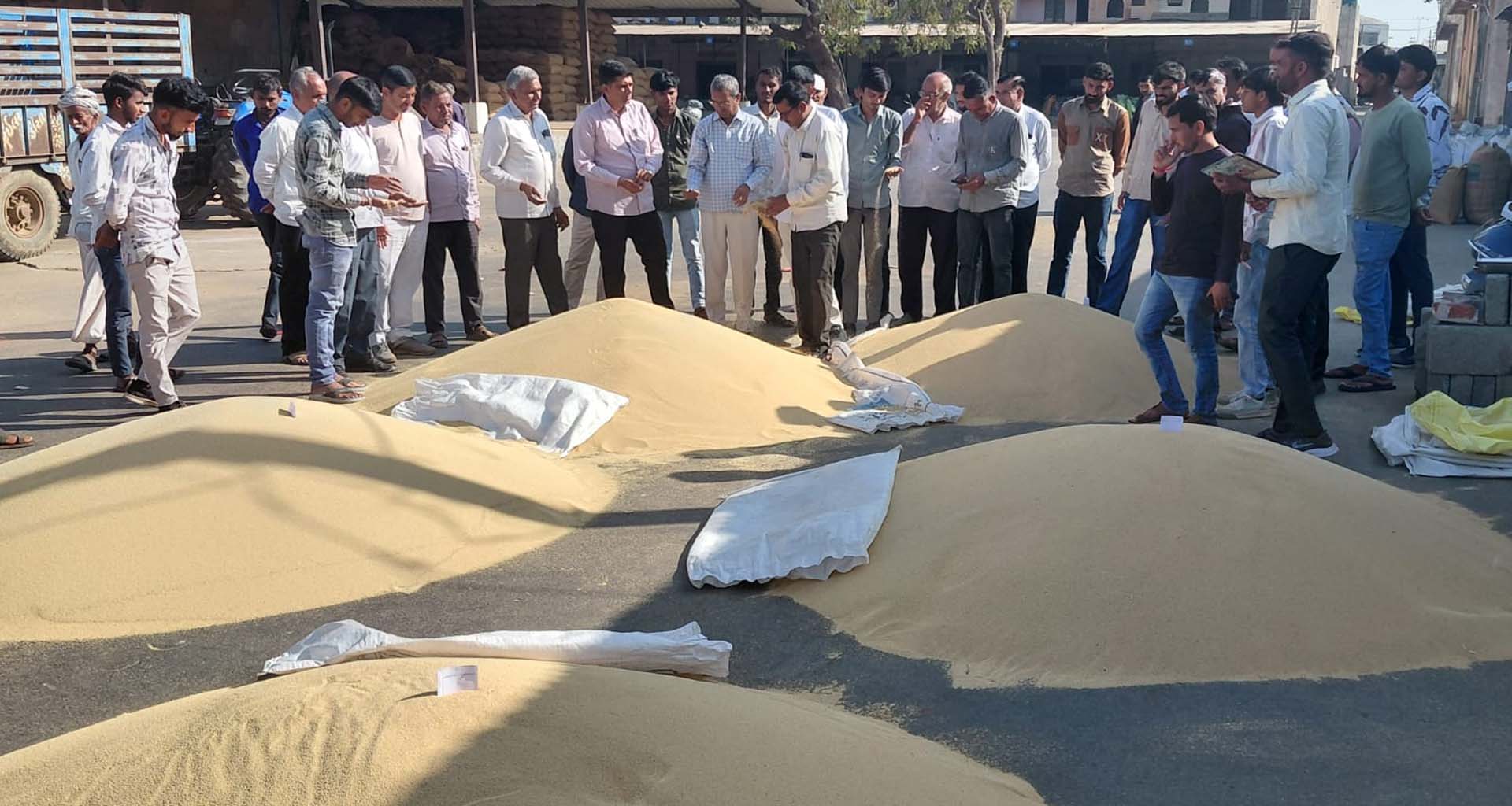 ડીસા માર્કેટયાર્ડમાં નવા રાજગરાની આવક શરૂ થઇ