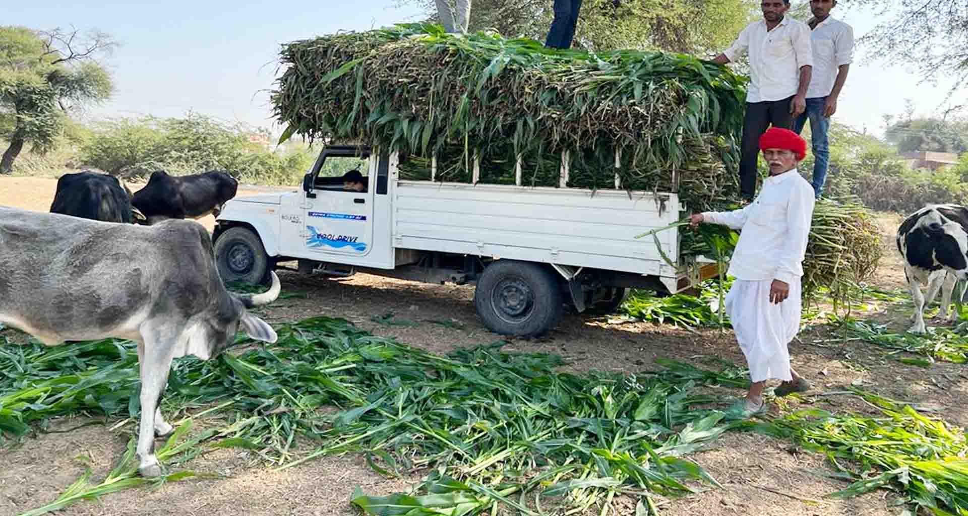 ઉનાળાની ગરમીમાં ગૌમાતાઓ અને અબોલ જીવો માટે સુરતનું શામળાજી ભગવાન યુવા ટ્રસ્ટ ગ્રુપ બન્યું સહારો