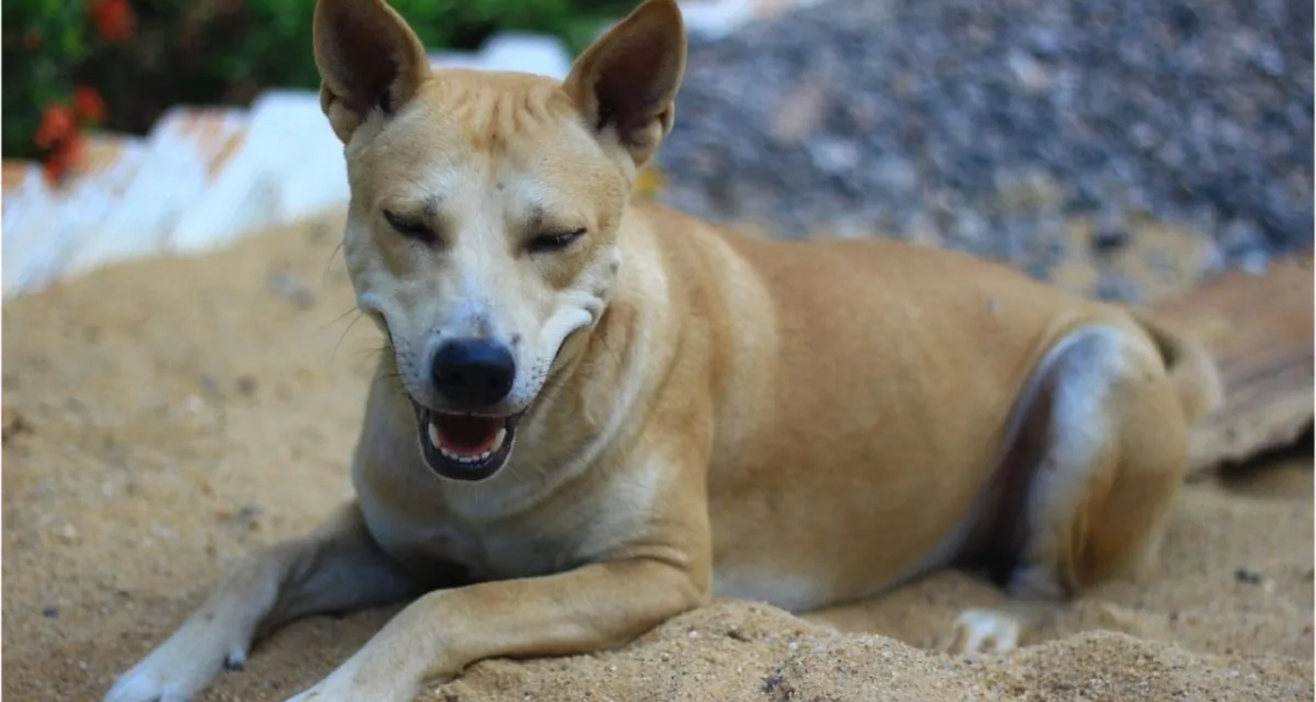 રખડતા કૂતરાઓનો આતંક, ફરવા ગયેલા વૃદ્ધ પર હુમલો, હોસ્પિટલ લઈ જતાં મૃત્યુ