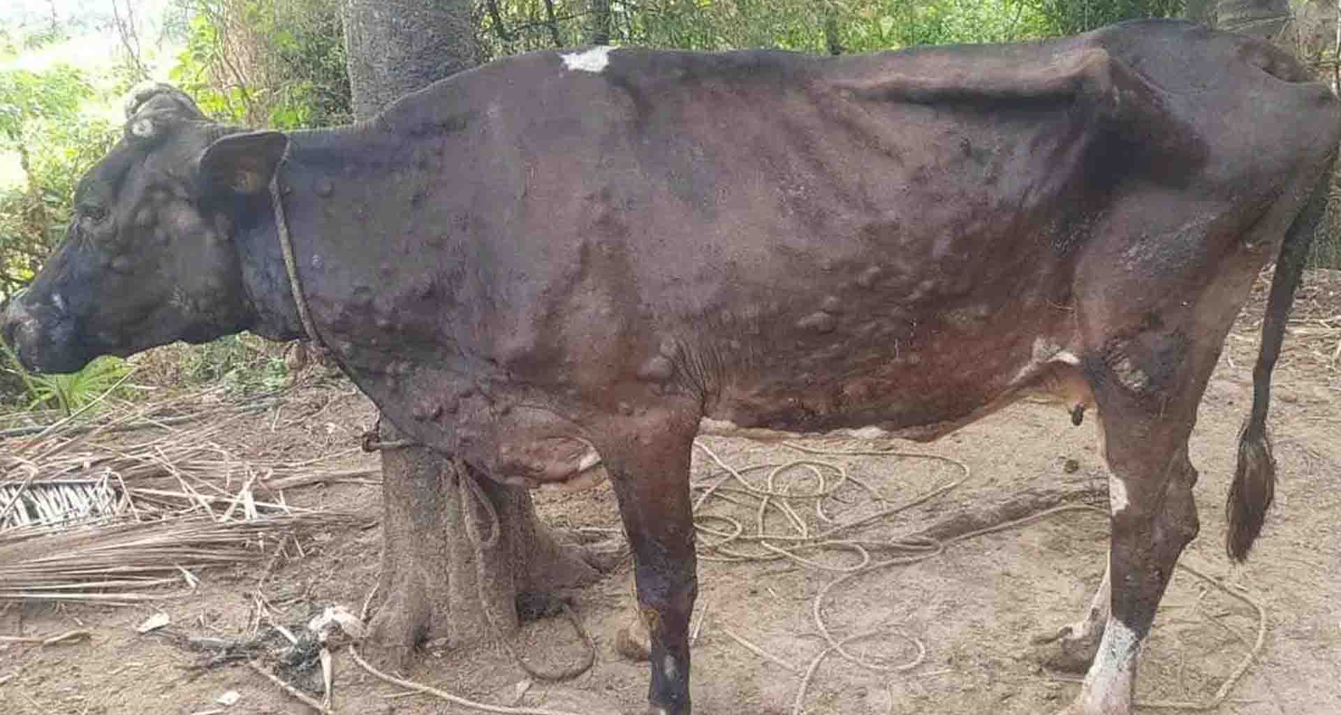 બનાસકાંઠામાં લમ્પી વિરૂદ્ધ ૧૦.૫૦ લાખ પશુઓનું રસીકરણ પૂર્ણ કરાયું