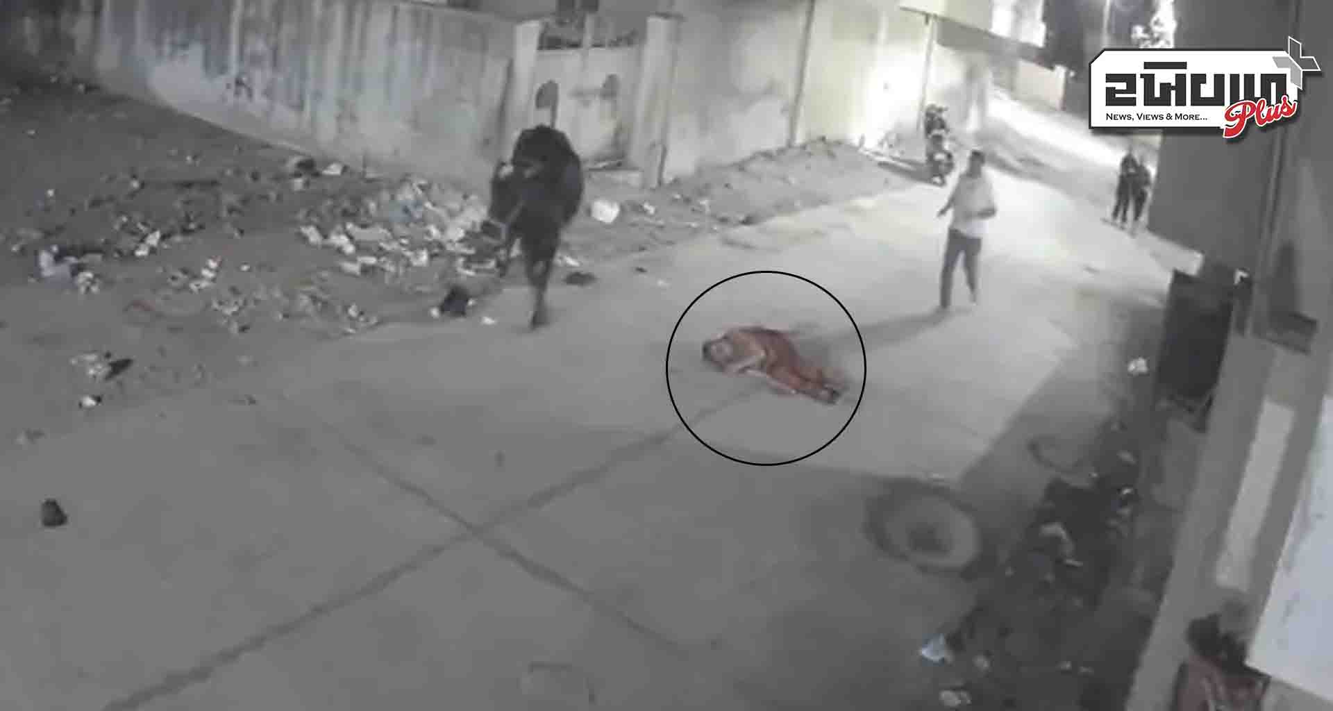 જામનગરમાં રખડતા ઢોરે વૃદ્ધાને શિંગડે ભેરવી ઉછાળી; રોડ પર પટકતા મૃત્યુ