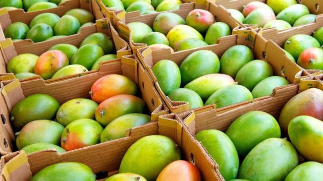 ગુજરાતની કેરીએ સ્થાનિક બજારોની સીમાઓ વટાવીને આંતરરાષ્ટ્રીય બજારોમાં ધૂમ મચાવી