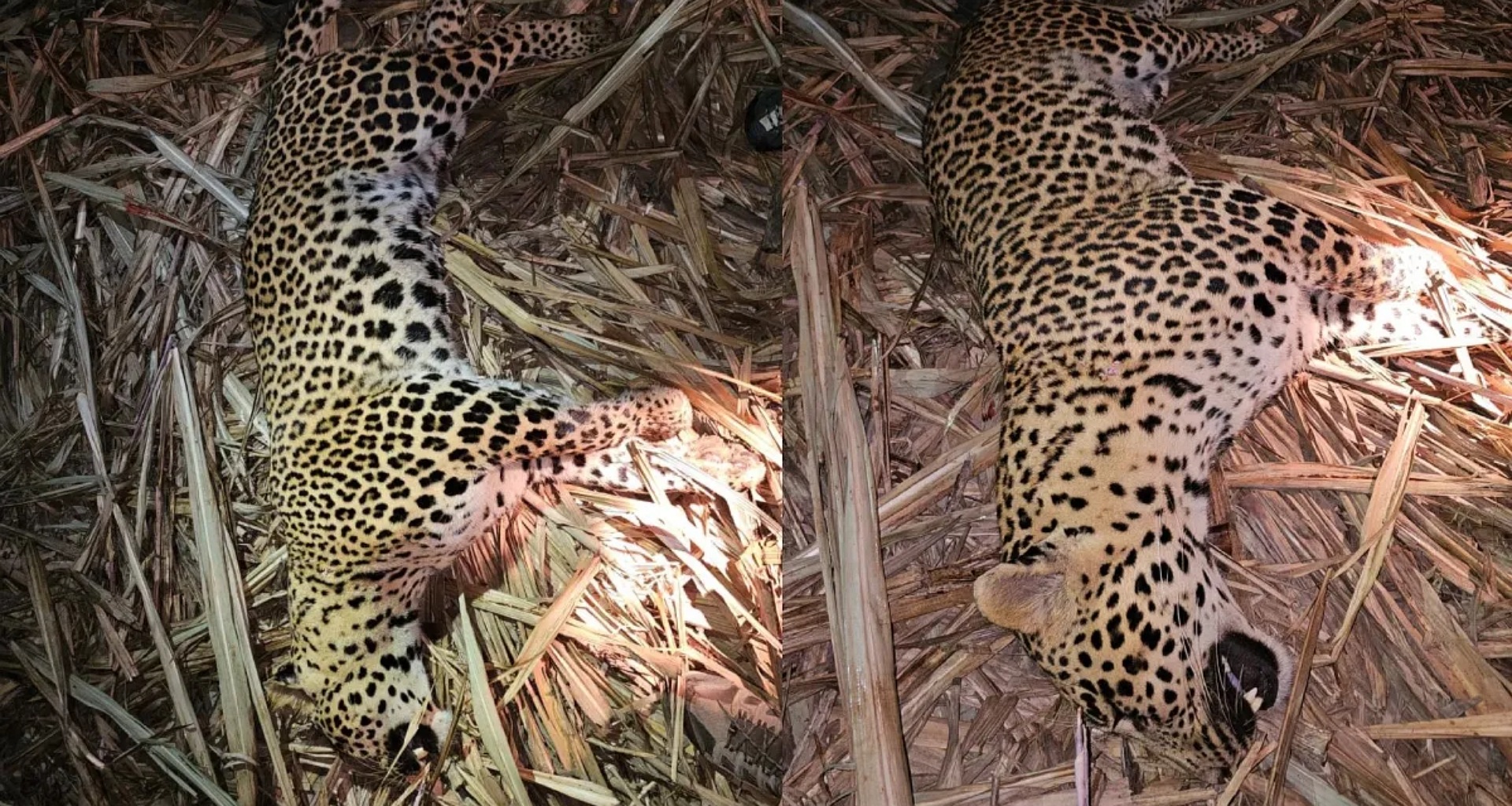 20 દિવસથી પુણેમાં આતંક મચાવનાર માનવભક્ષી દીપડાને ઠાર માર્યો