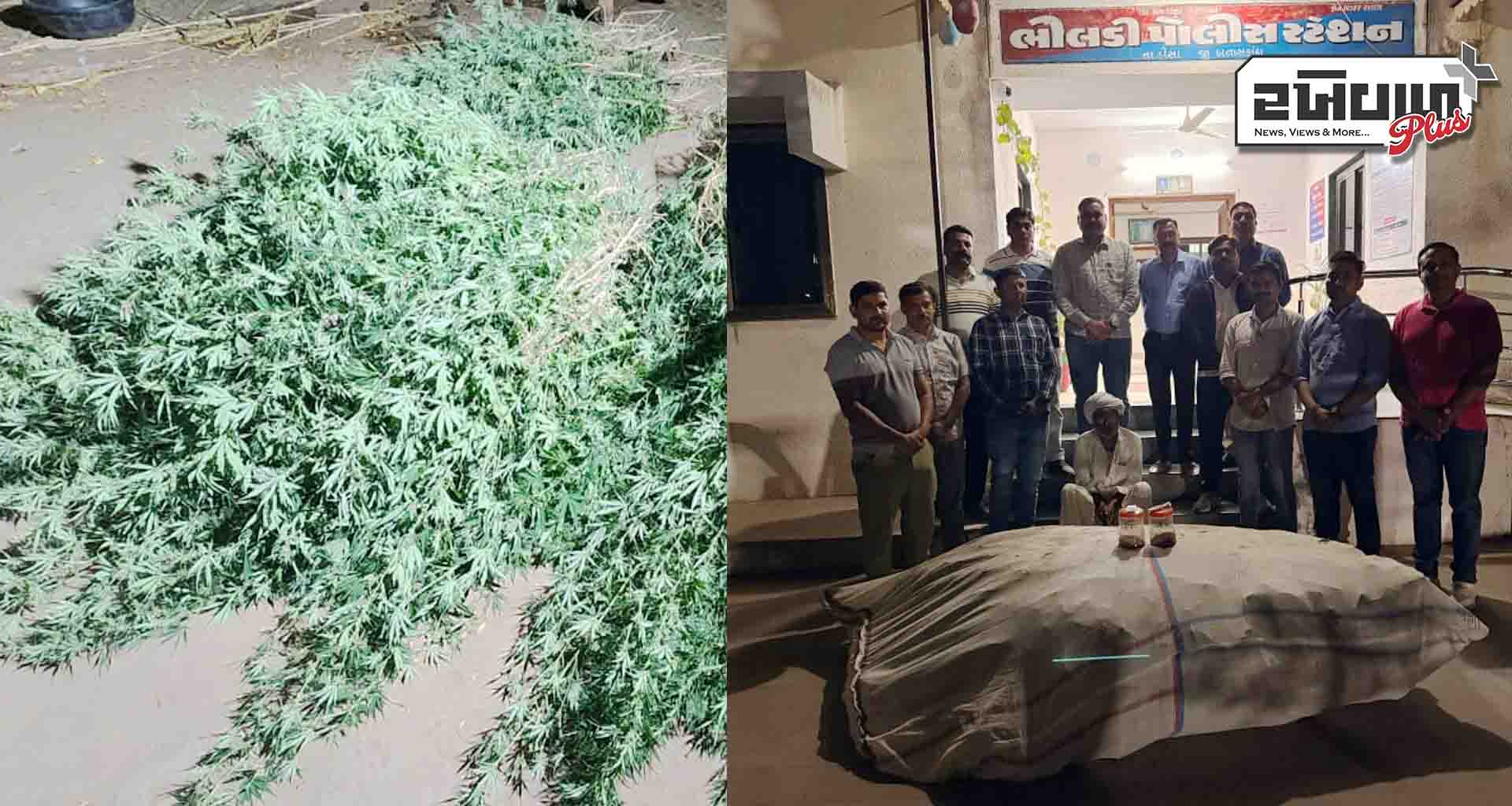ભીલડી; 484.624 કિલોગ્રામ ગાંજાના છોડ સાથે એક ઈસમને ઝડપી પાડતી બનાસકાંઠા એસ.ઓ.જી