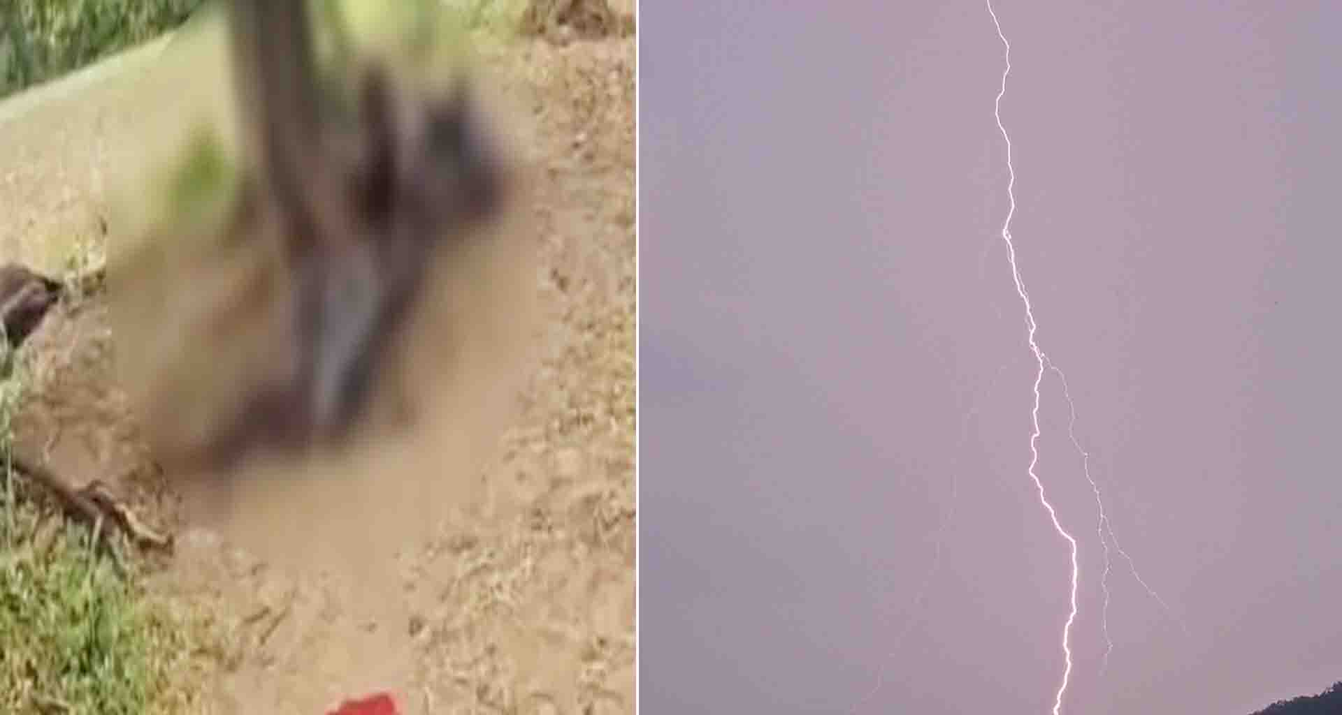 બનાસકાંઠા સરહદને અડીને આવેલા સાંચોરના કુંડામાં વિજળી પડતાં ચાર ભેંસોના ઘટનાસ્થળે જ મોત