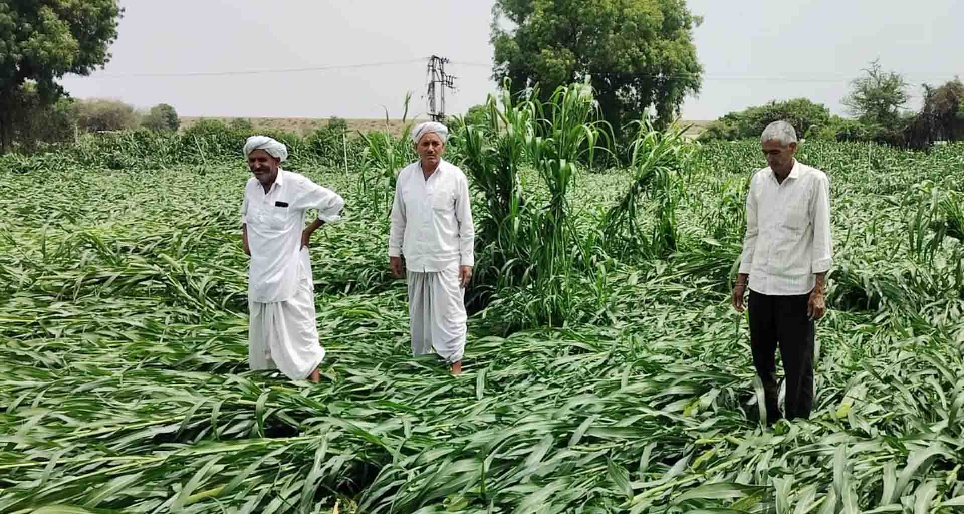 બનાસકાંઠામાં; બાજરીના પાકને ભારે નુક્સાન ખેડૂતોને રાતા પાણીએ રોવાનો વારો આવ્યો