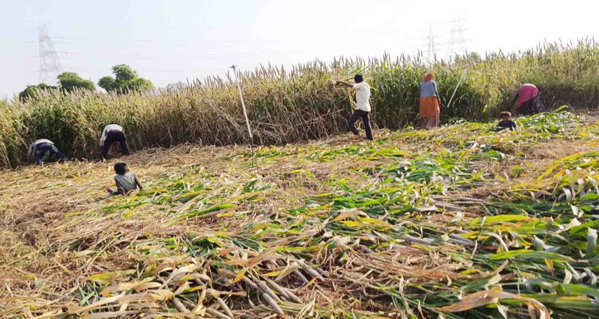 બનાસકાંઠા જિલ્લામાં કાળઝાળ ગરમીનું પ્રમાણ યથાવત