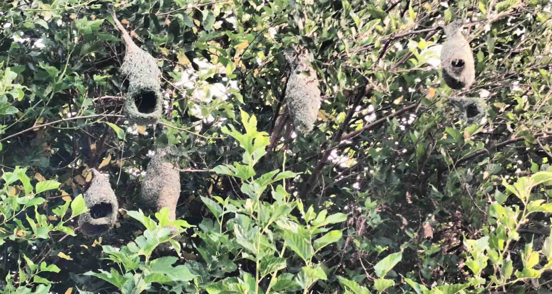 બનાસકાંઠામાં ચોમાસાના આગમન થાય તે પહેલા ગ્રામ્ય વિસ્તારોમાં સુગરીના નવા માળાઓ બનવાનું શરૂ