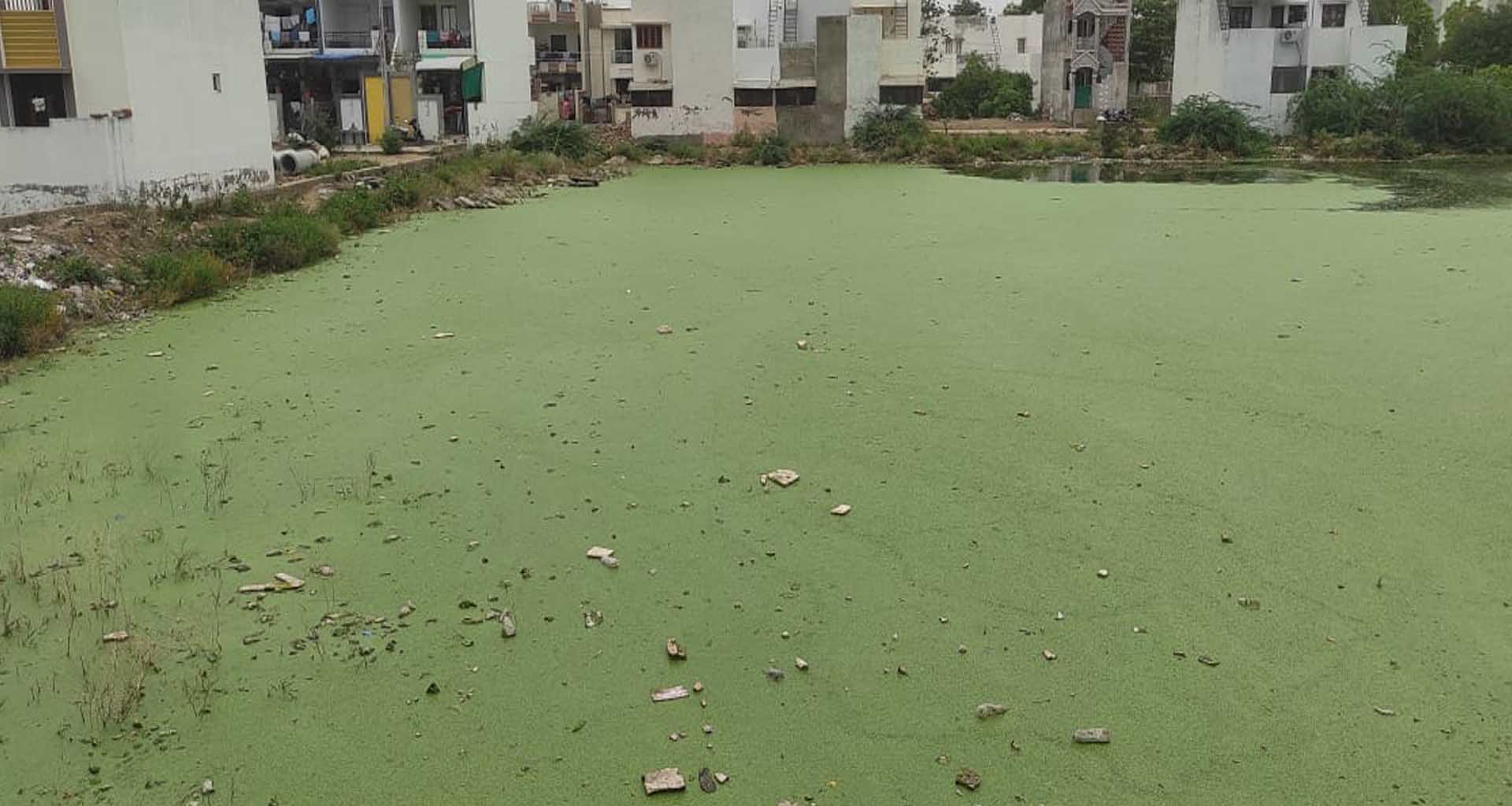 પાલનપુર નગરપાલિકાની બેદરકારીના કારણે ગટરના પાણીનું તળાવ ભરાયુ