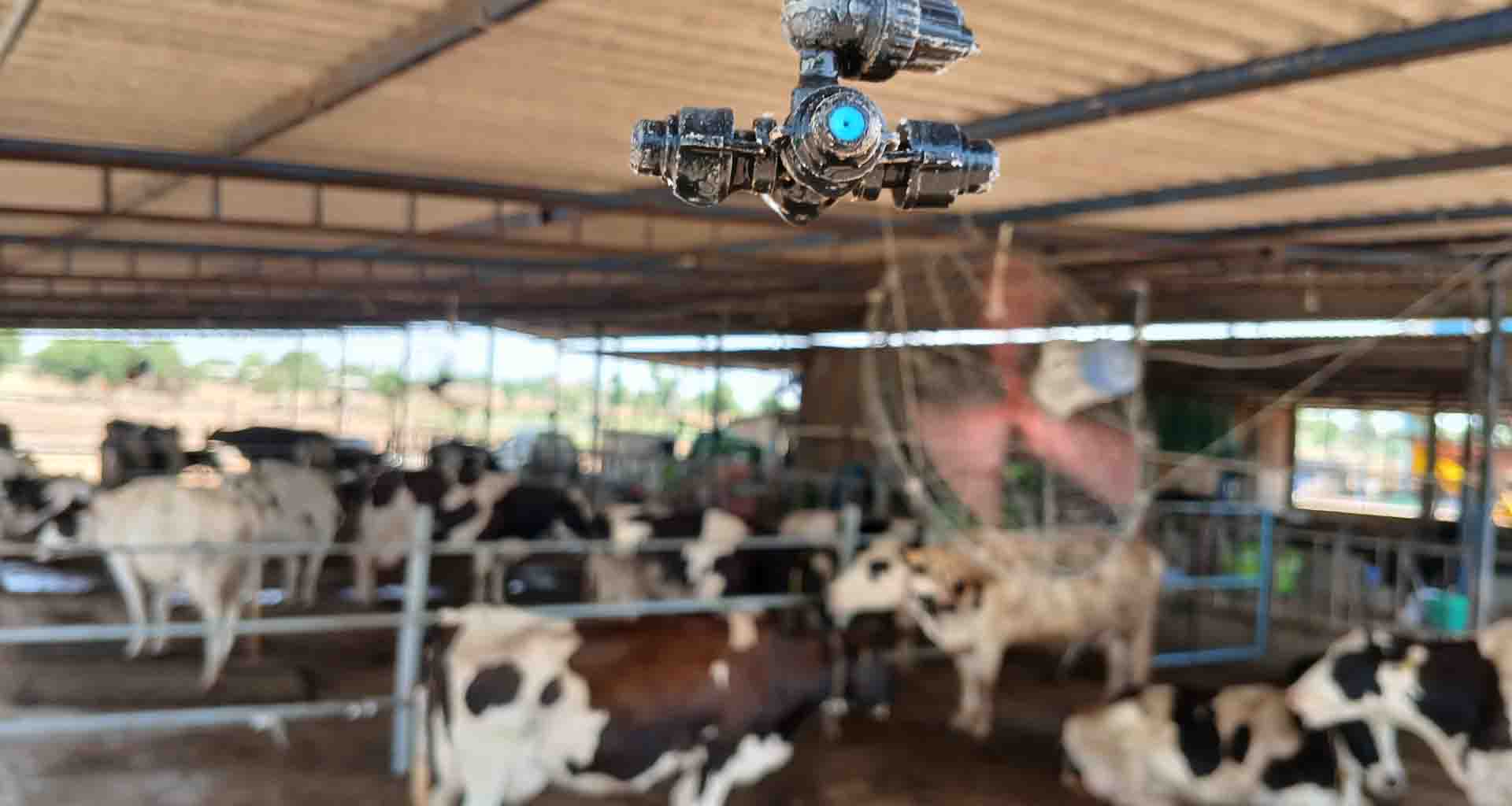 પાલનપુરના લુણવા ગામના પશુપાલકે પશુના શેડમાં પંખા અને ફુવારા લગાવ્યા