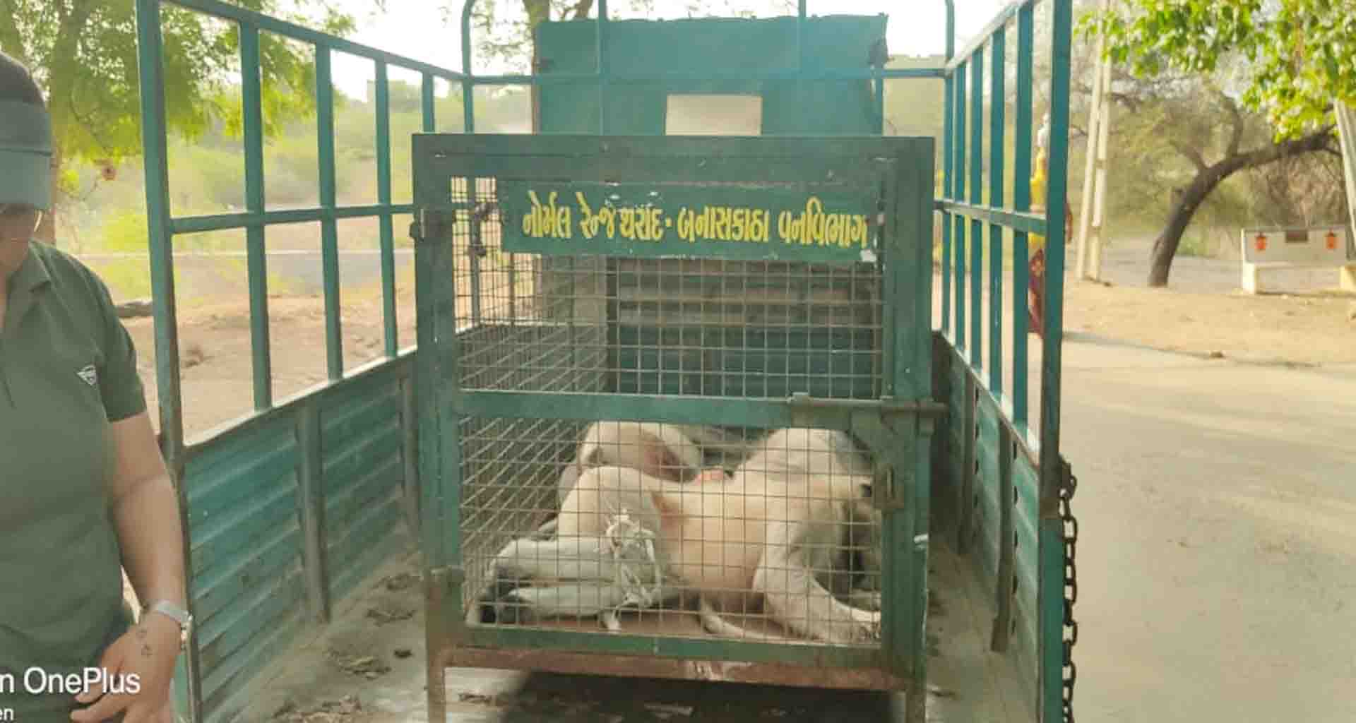 વાવ; વન વિભાગ ના રેસ્ક્યુ બાદ ત્રણે કપિરાજ પીંજરે પુરાતાં ગ્રામજનો એ હાશકારો અનુભવ્યો