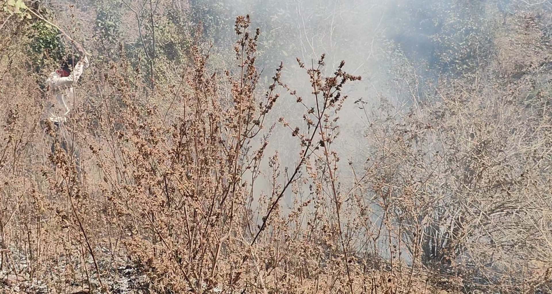 અંબાજી જંગલ વિસ્તારમાં આગ લાગી : અનેક ઝાડ બળીને ખાખ